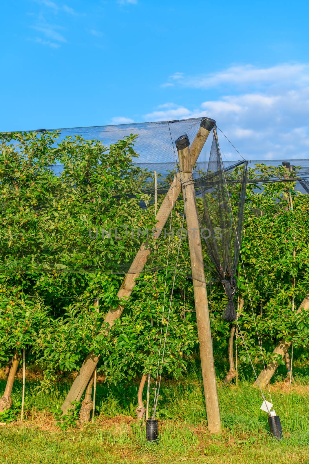 Apple orchards with Protection net against hail and elements
