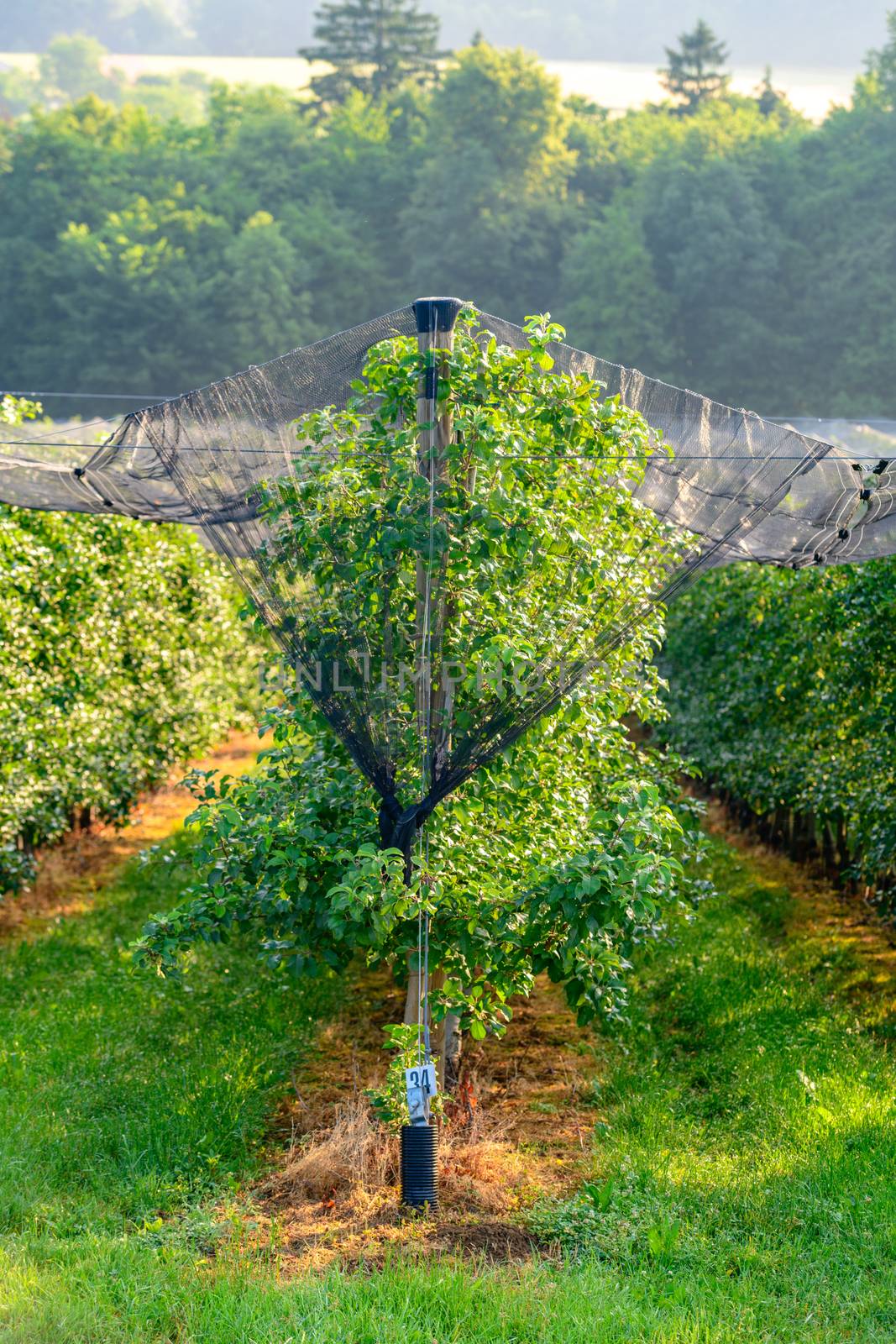Apple orchards with Protection net against hail and elements