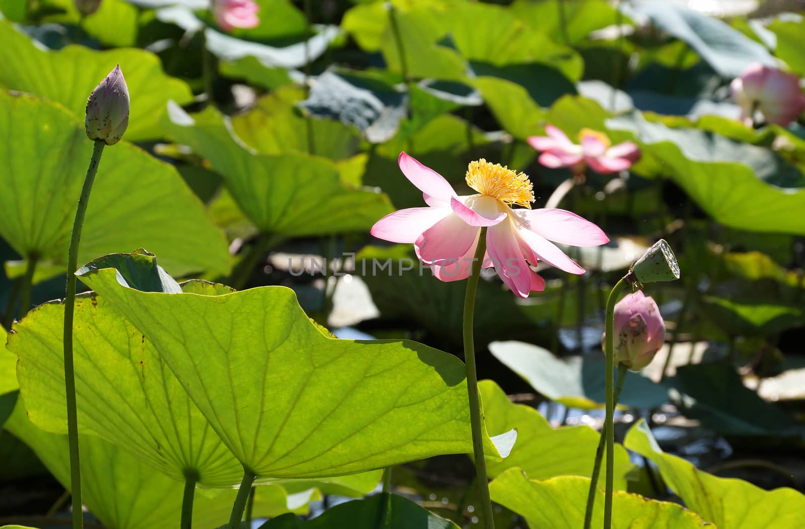 Lotus flower on the lake in a flood plain of the Volga River by Vadimdem