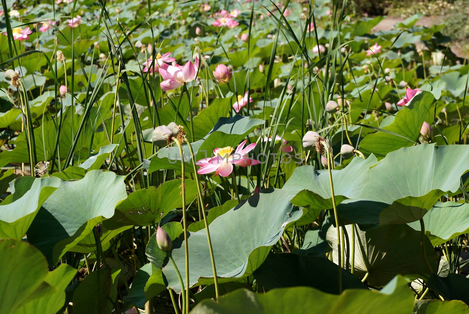 Lotuses field on the lake in a flood plain of the Volga River in the Volgograd region