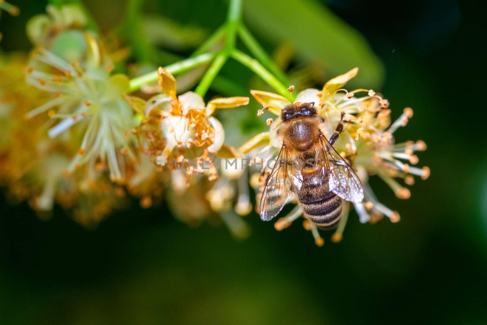 Honey bee in Linden Flowers, Apis Carnica in Linden Flowers, close up of Bumble bee collecting nectar, honey, bee pollinating