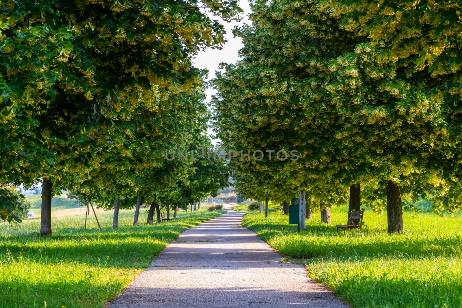 Spring, summer landscape, linden alley in the sun, footpath in nature park. Branches of trees hanging over the path, Slovenska Bistrica, Slovenia