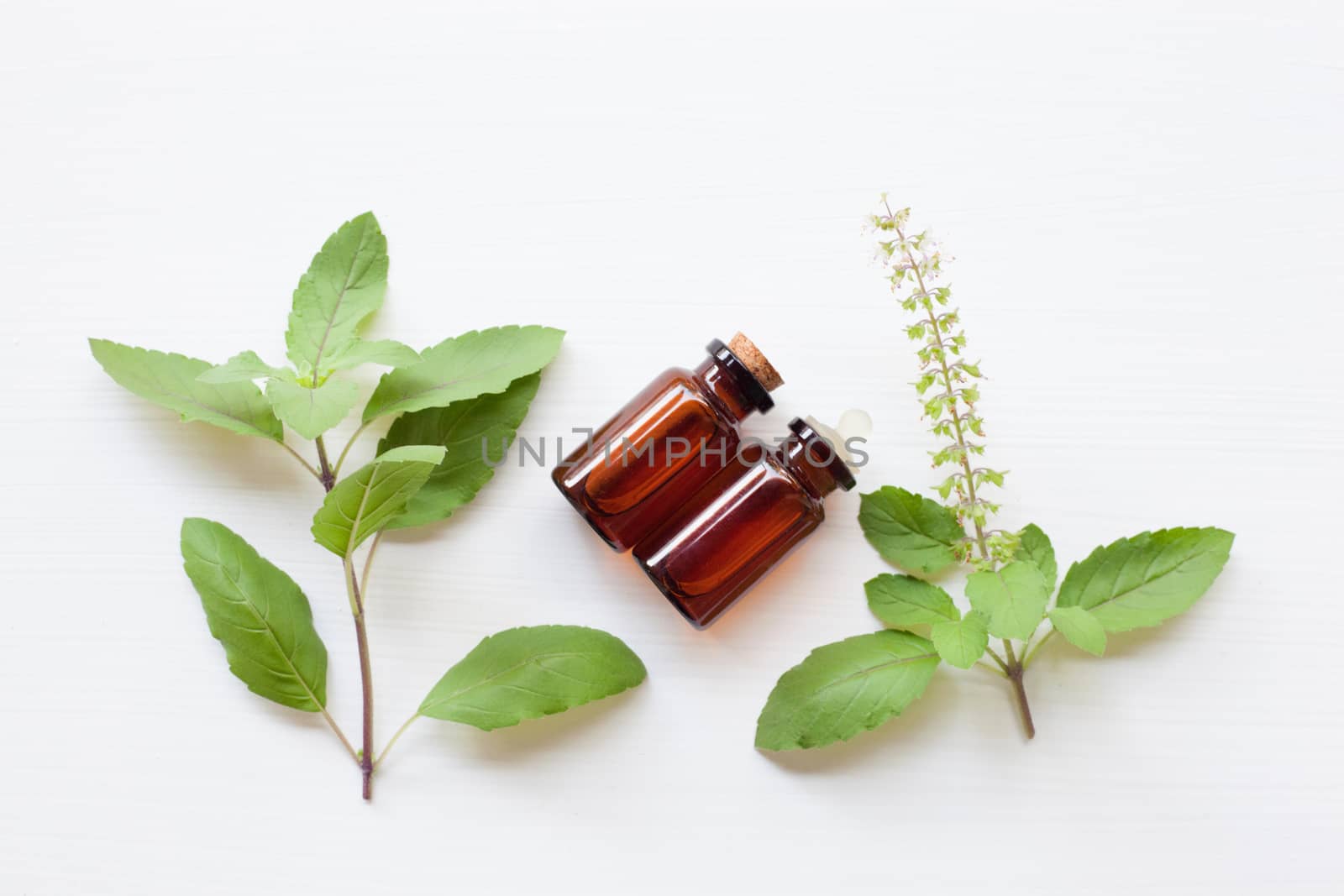 Holy basil essential oil with  fresh leaves.