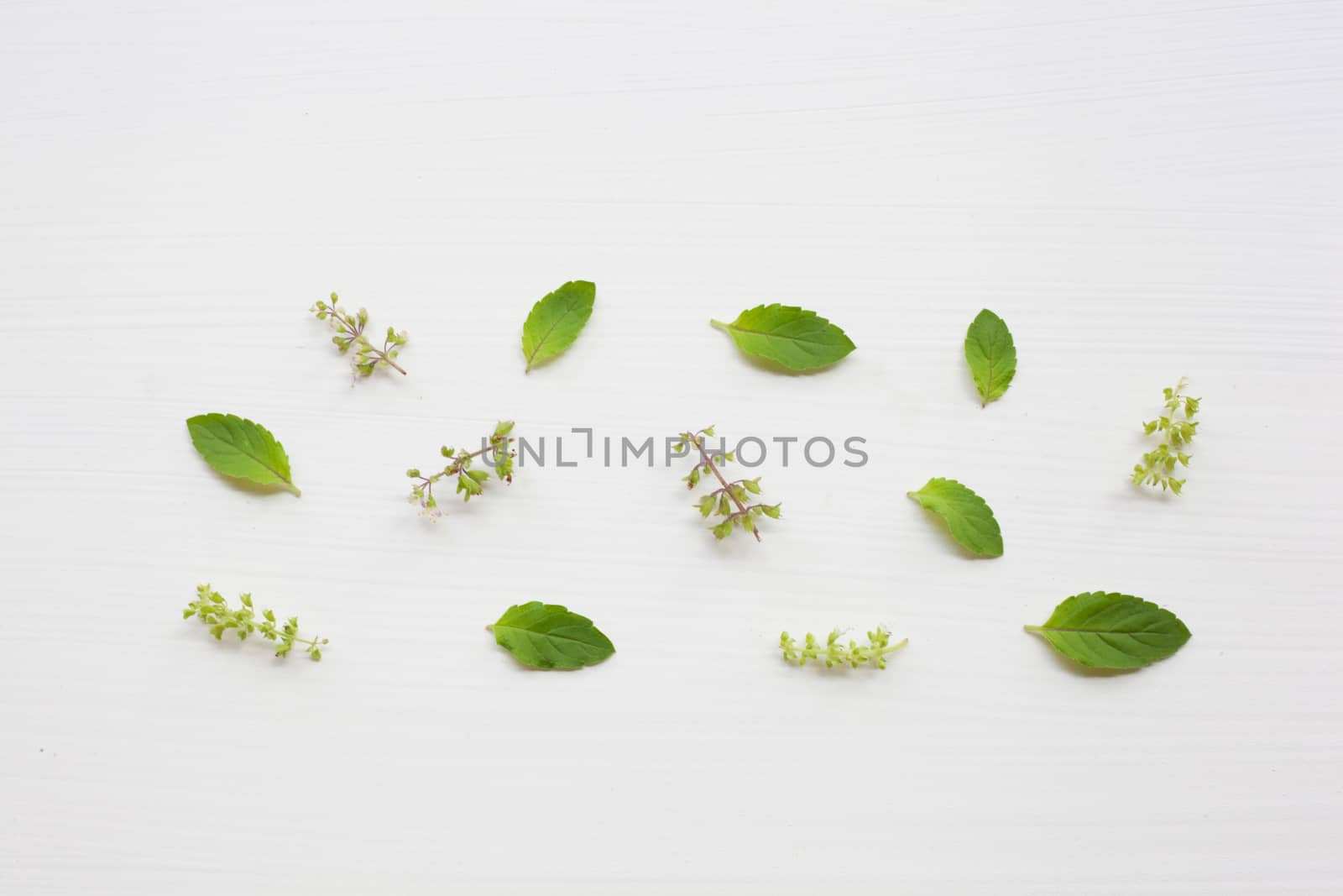 Holy Basil leaves and flower on white background.