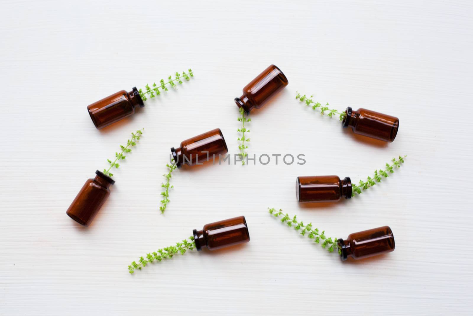 Holy Basil Essential Oil in a Glass Bottle with Fresh Holy Basil flower on white background.