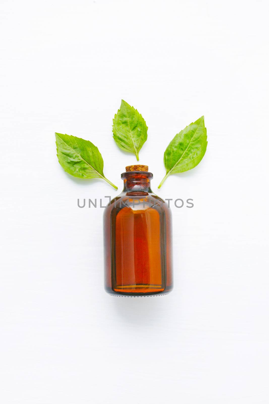 Basil essential oil with Basil leaves on white  blackground.