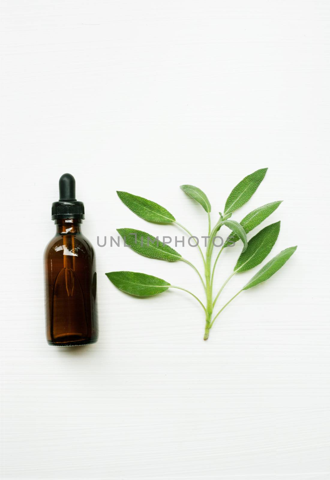 Natural sage essential oil with sage leaves on white  background.