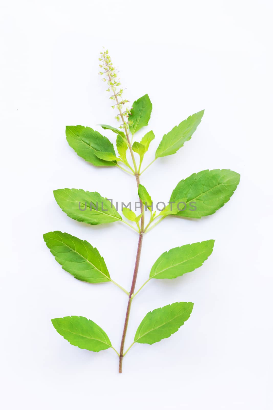 Holy Basil on white background. Top view