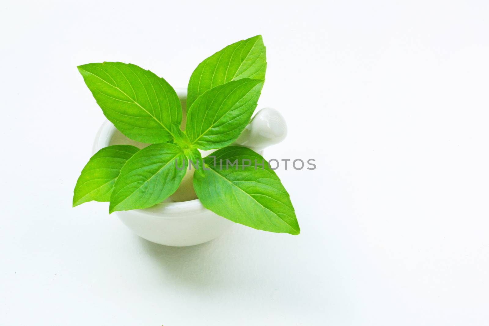 Basil in porcelain mortar and pestle  on white background.
