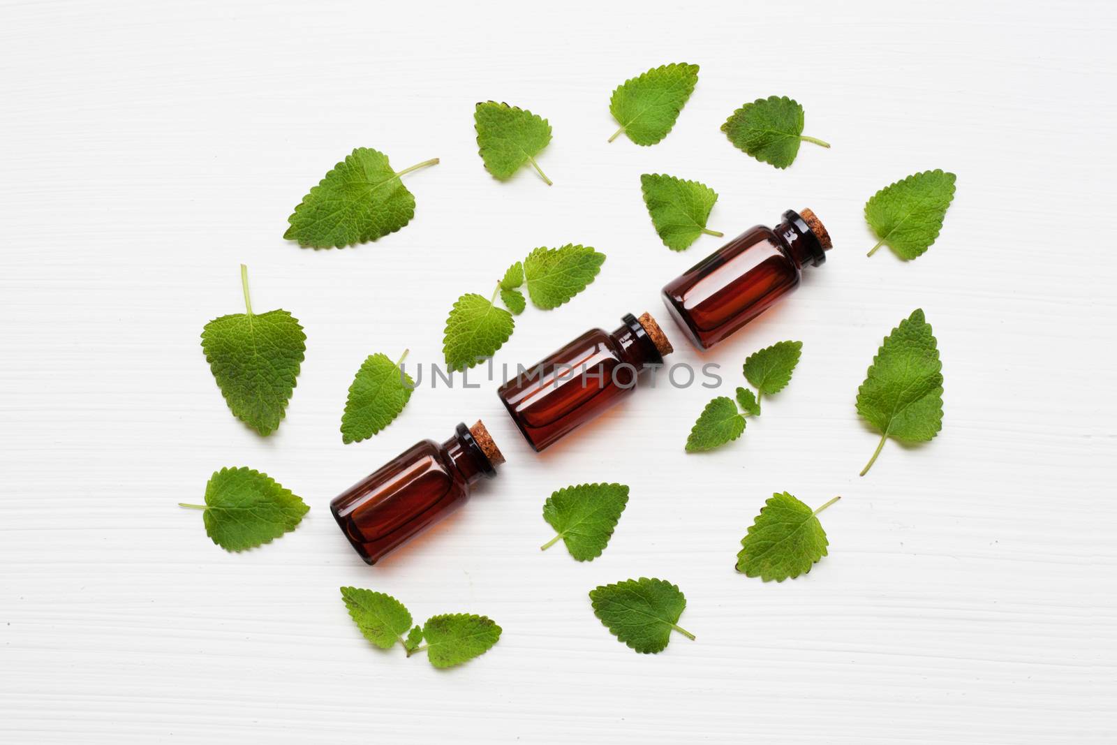 Melissa lemon balm essential oil with fresh leaves.