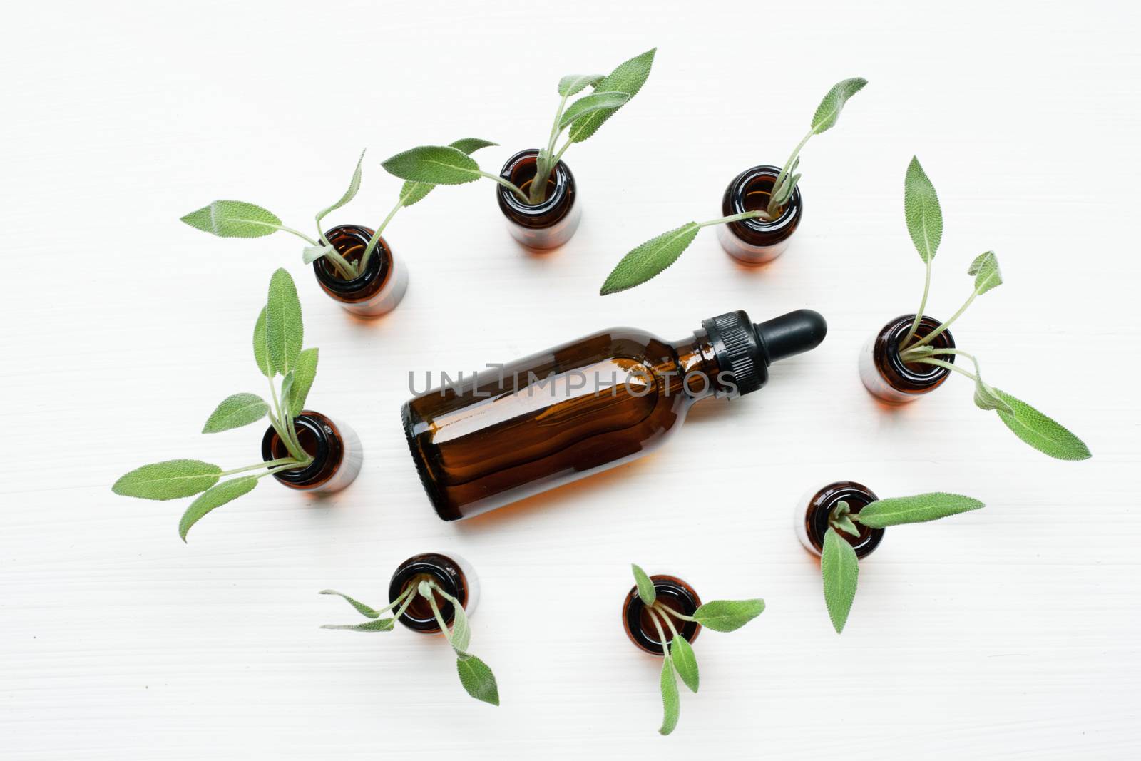 Natural sage essential oil with sage leaves on white  background.