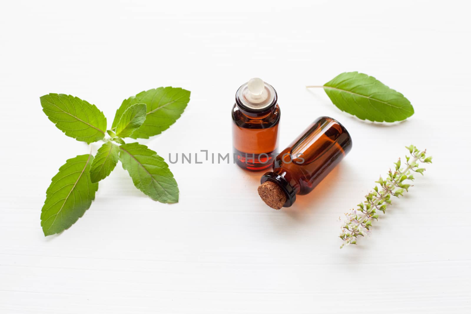 Holy basil essential oil with  fresh leaves.