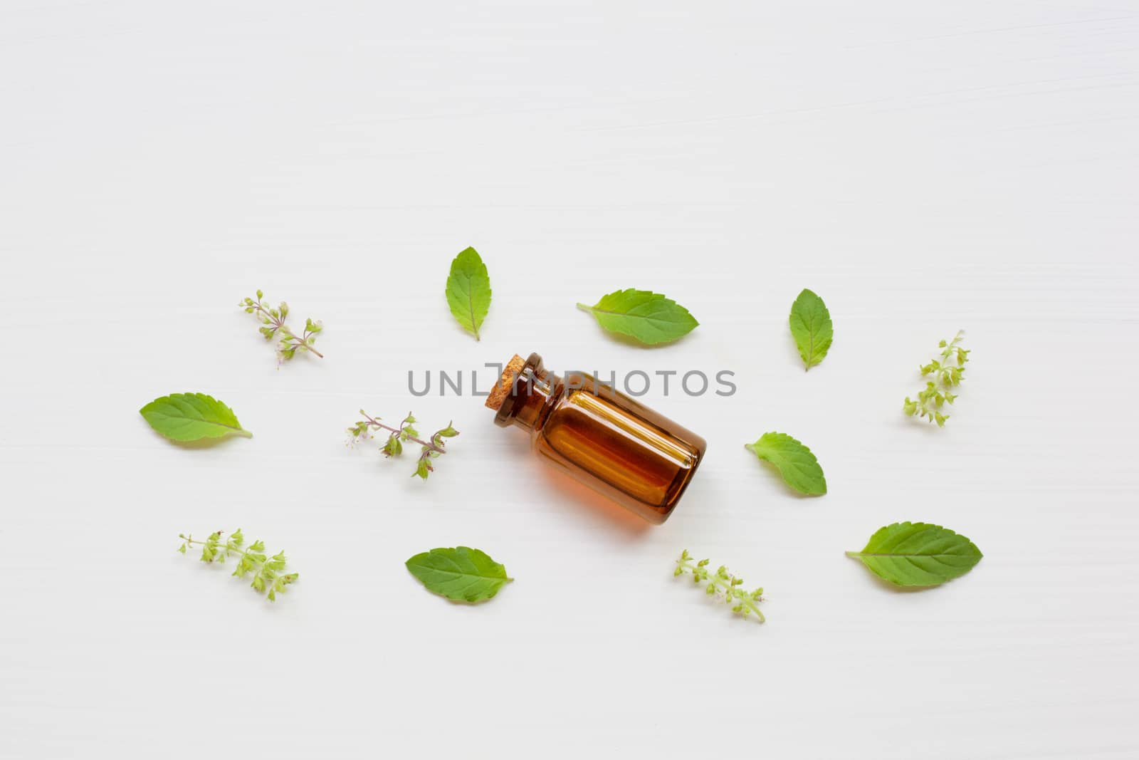 Holy basil essential oil with  fresh leaves on white background.