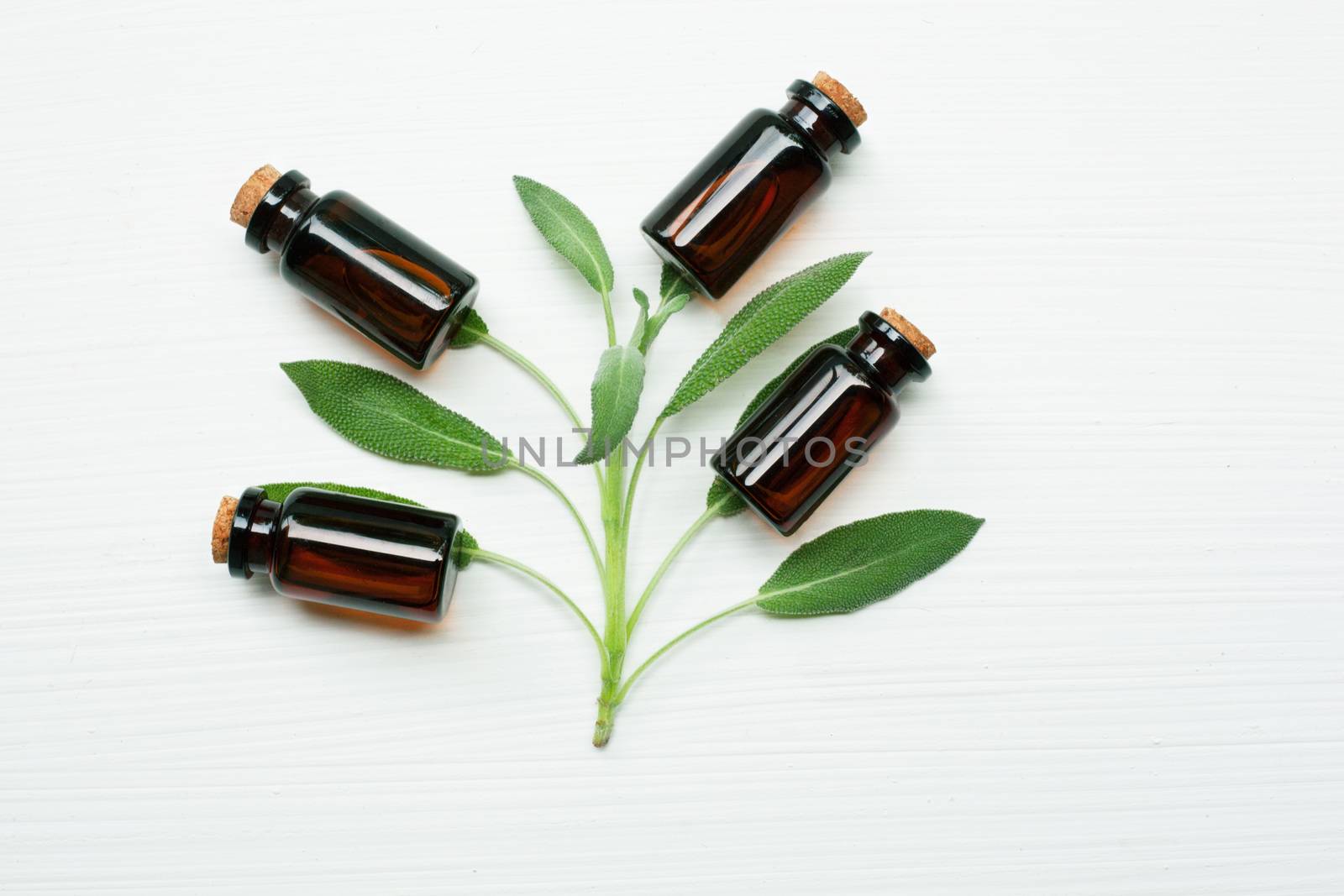 Natural sage essential oil with sage leaves on white  background.
