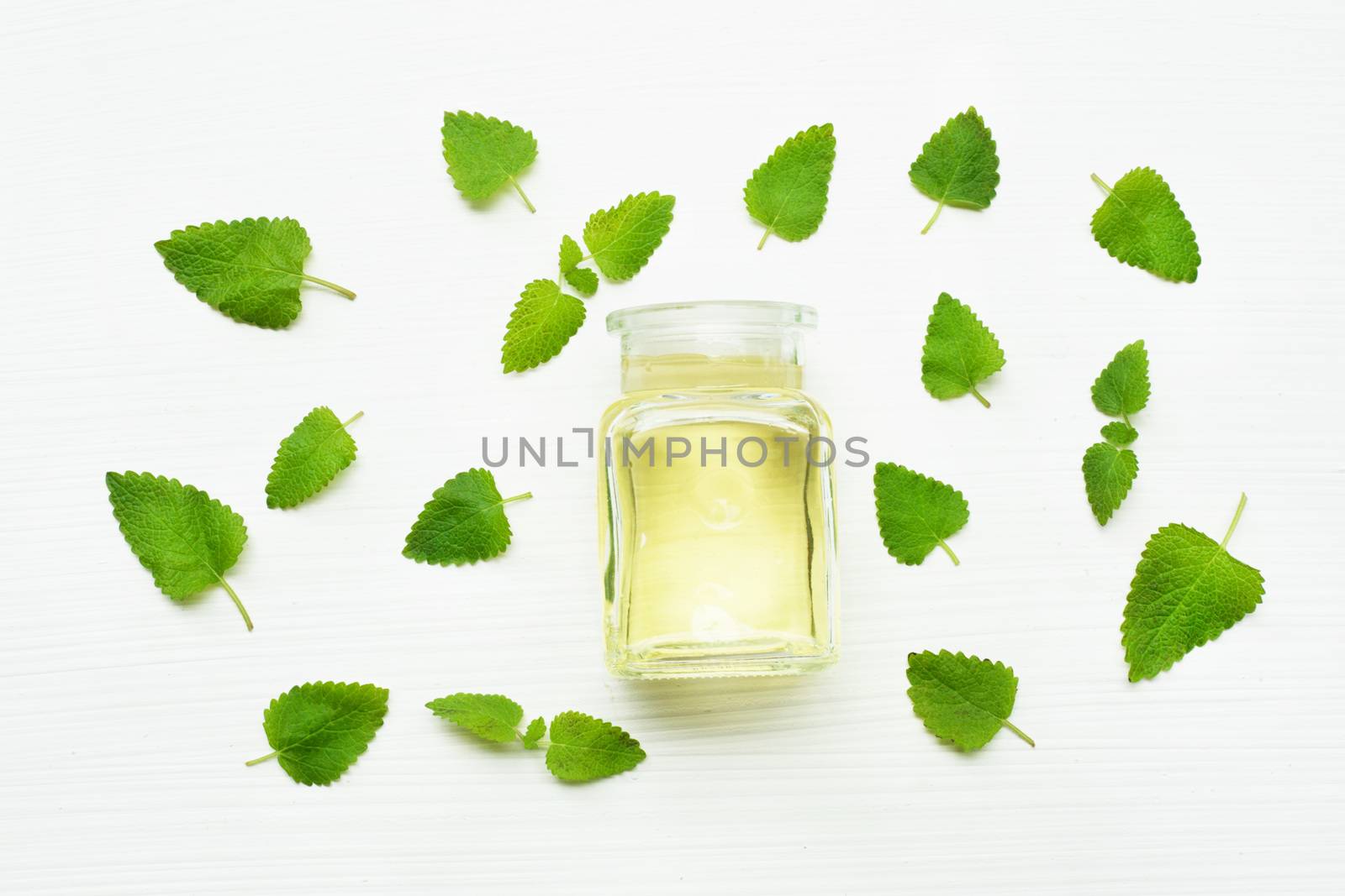 Melissa lemon balm essential oil with fresh leaves.