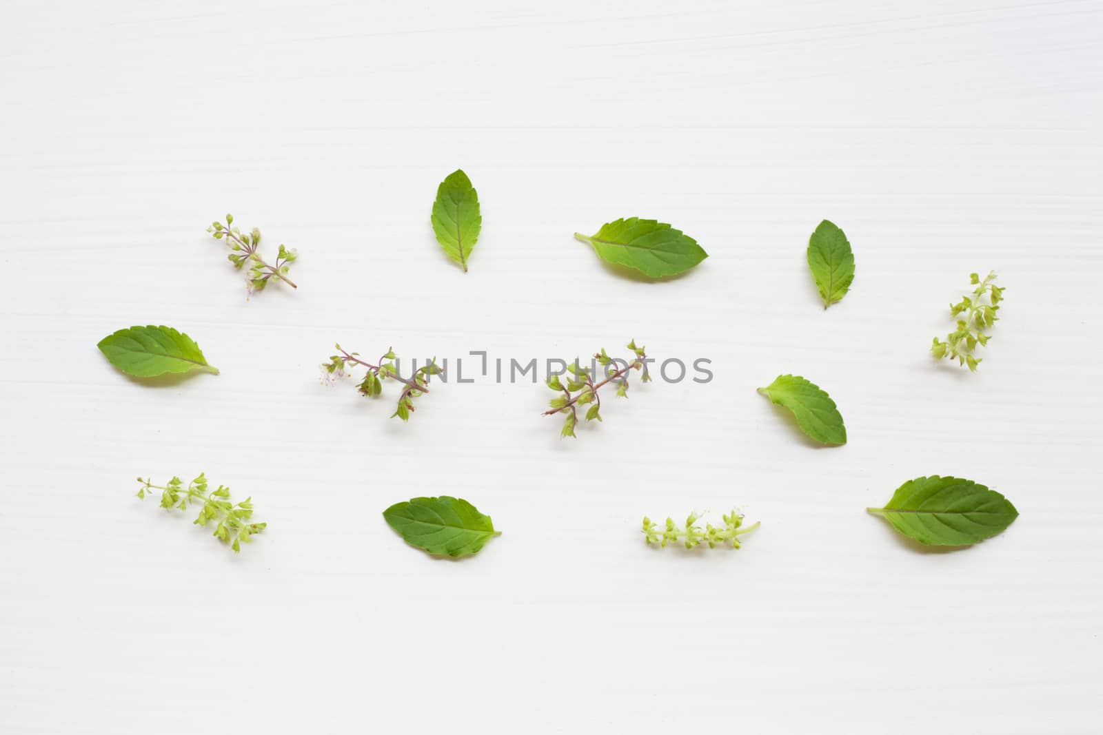 Holy Basil leaves and flower on white background.