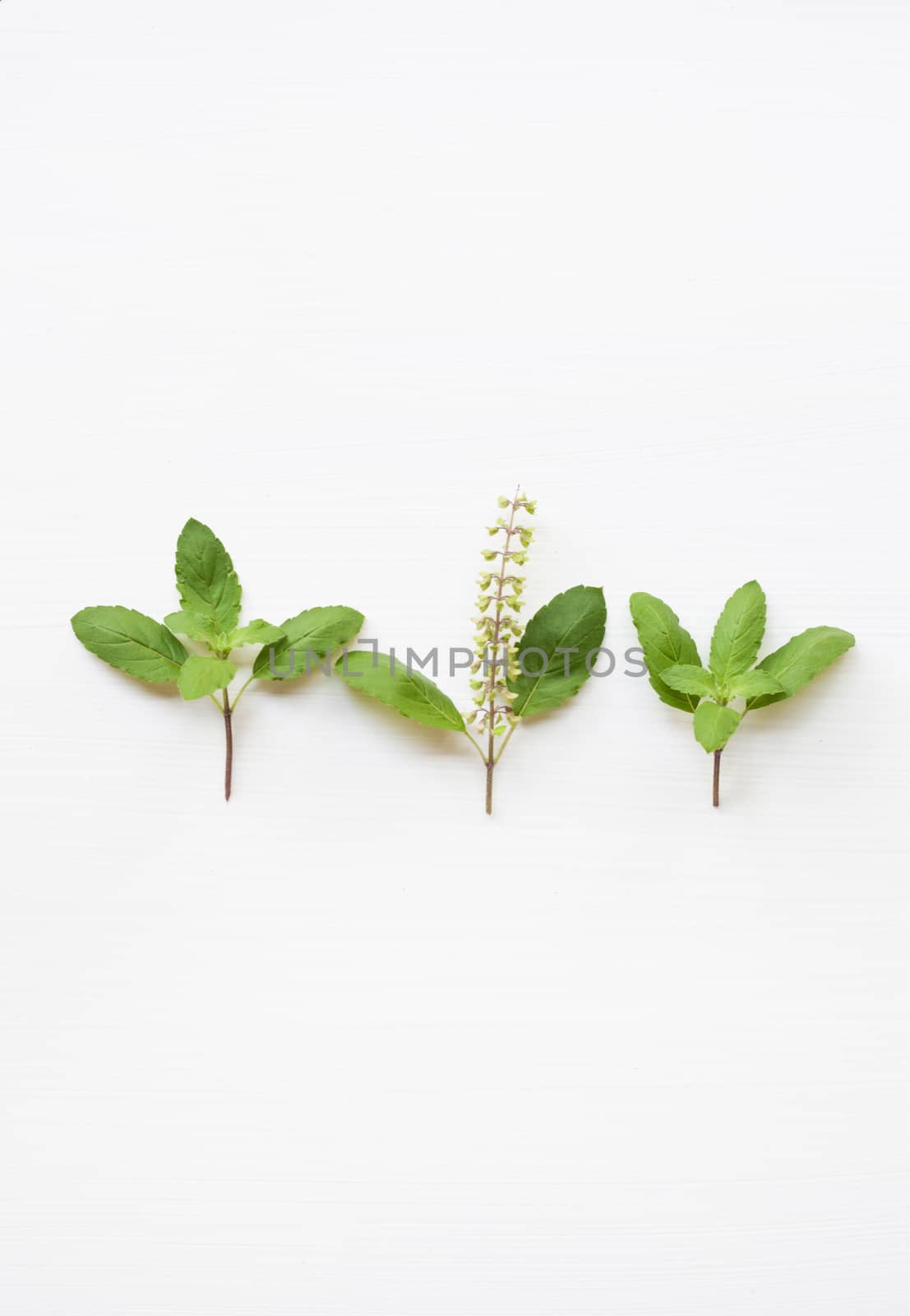 Holy basil fresh leaves on white