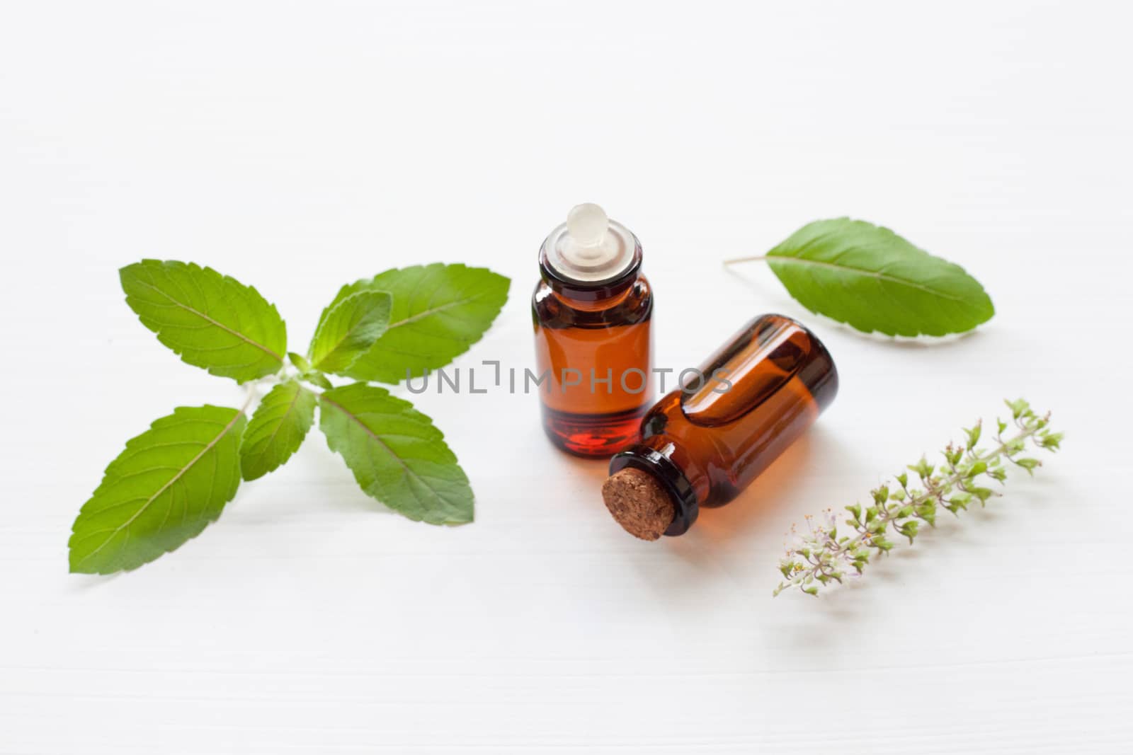 Holy basil essential oil with  fresh leaves.