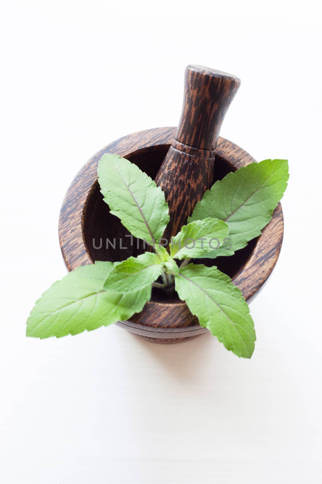 Holy Basil in wooden mortar  on white background.