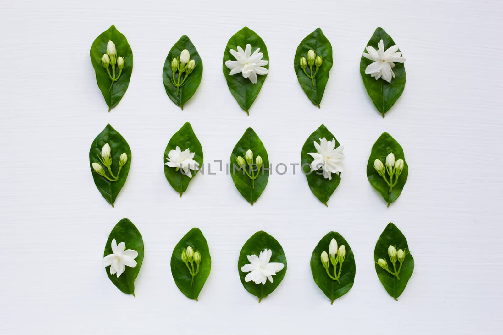 Jasmine  flower with leaves on white background.