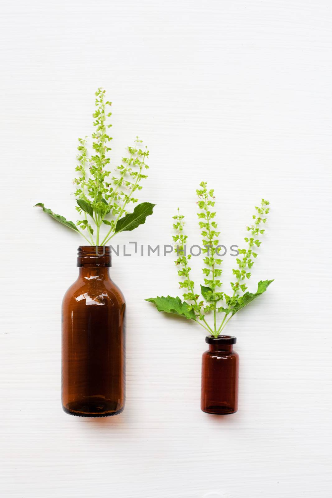 Holy Basil Essential Oil in a Glass Bottle with Fresh Holy Basil flower on white background.