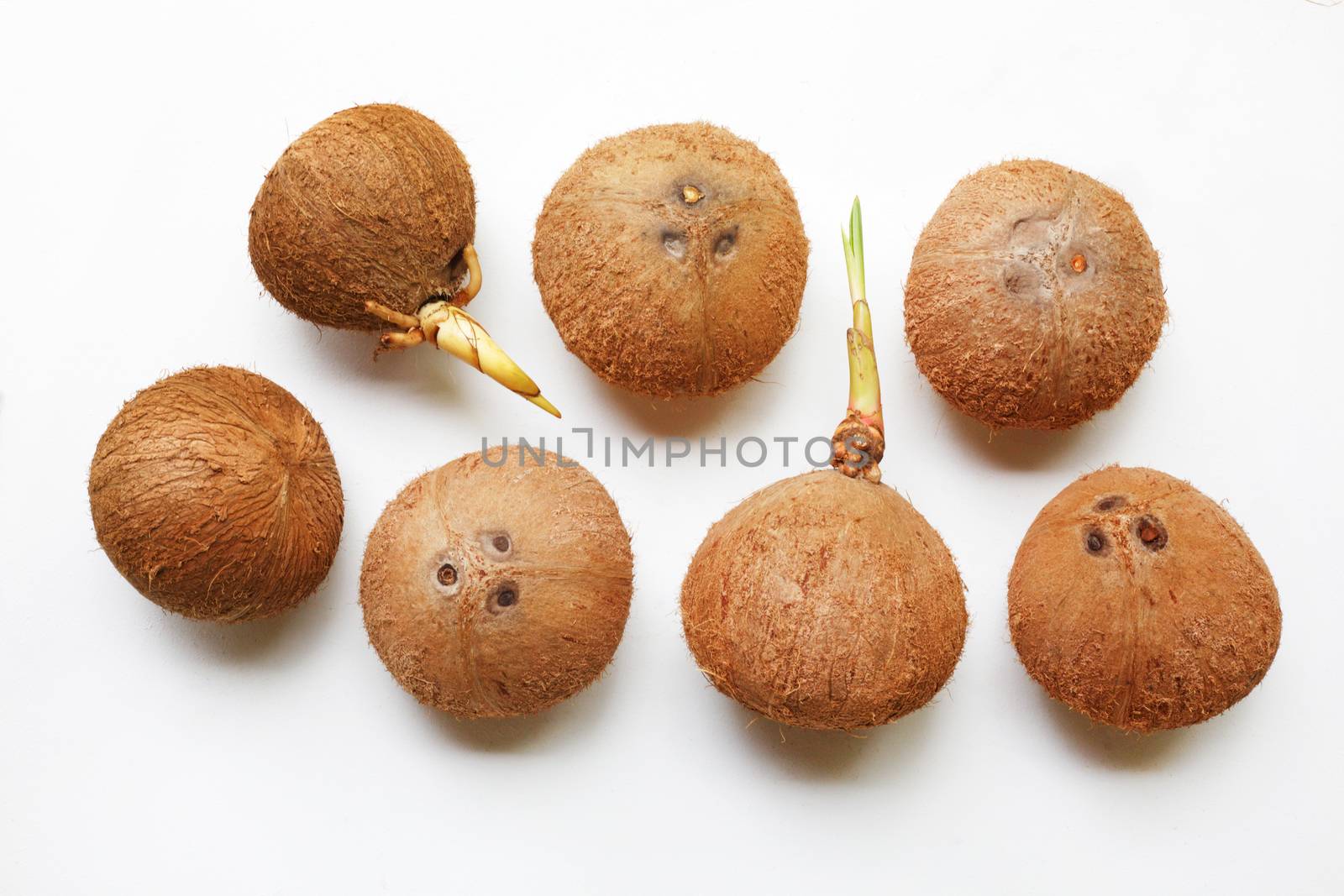 Coconut isolated on white background.