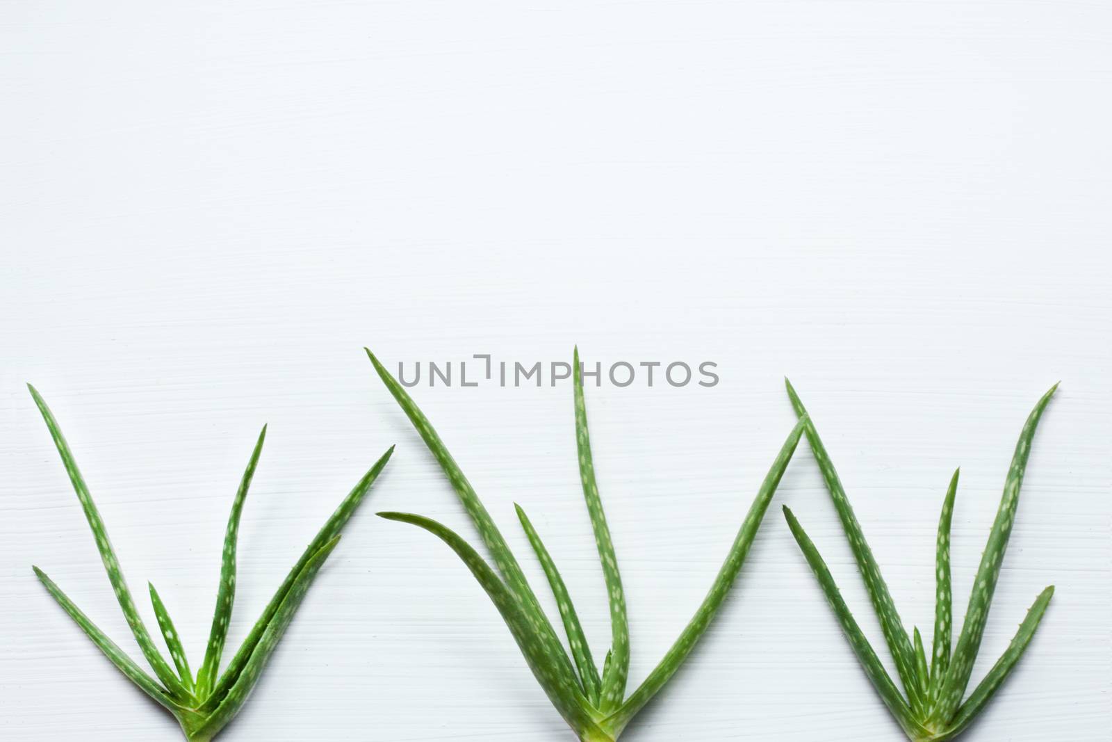 Aloe vera  on white background.