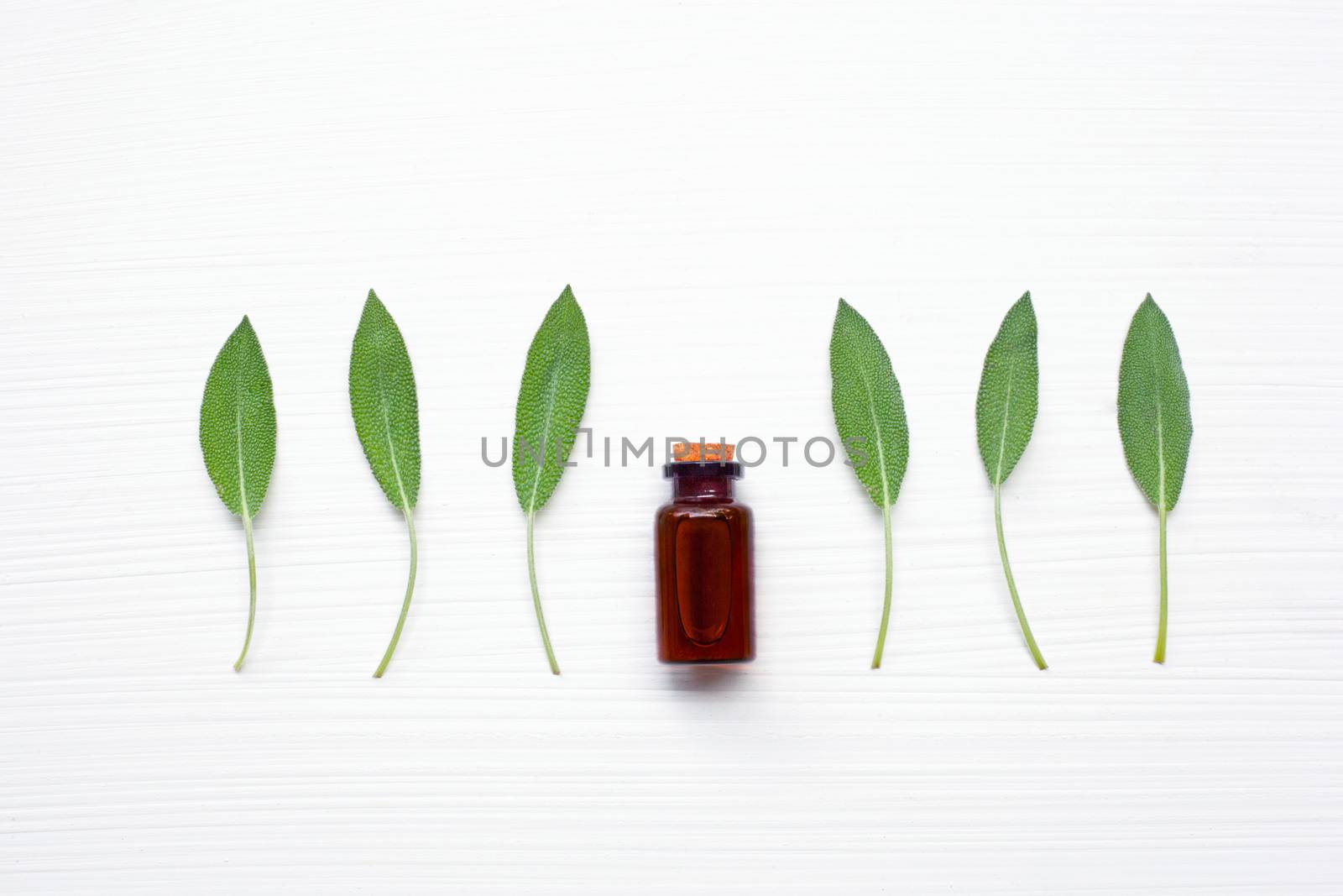 Natural sage essential oil with sage leaves on white background.