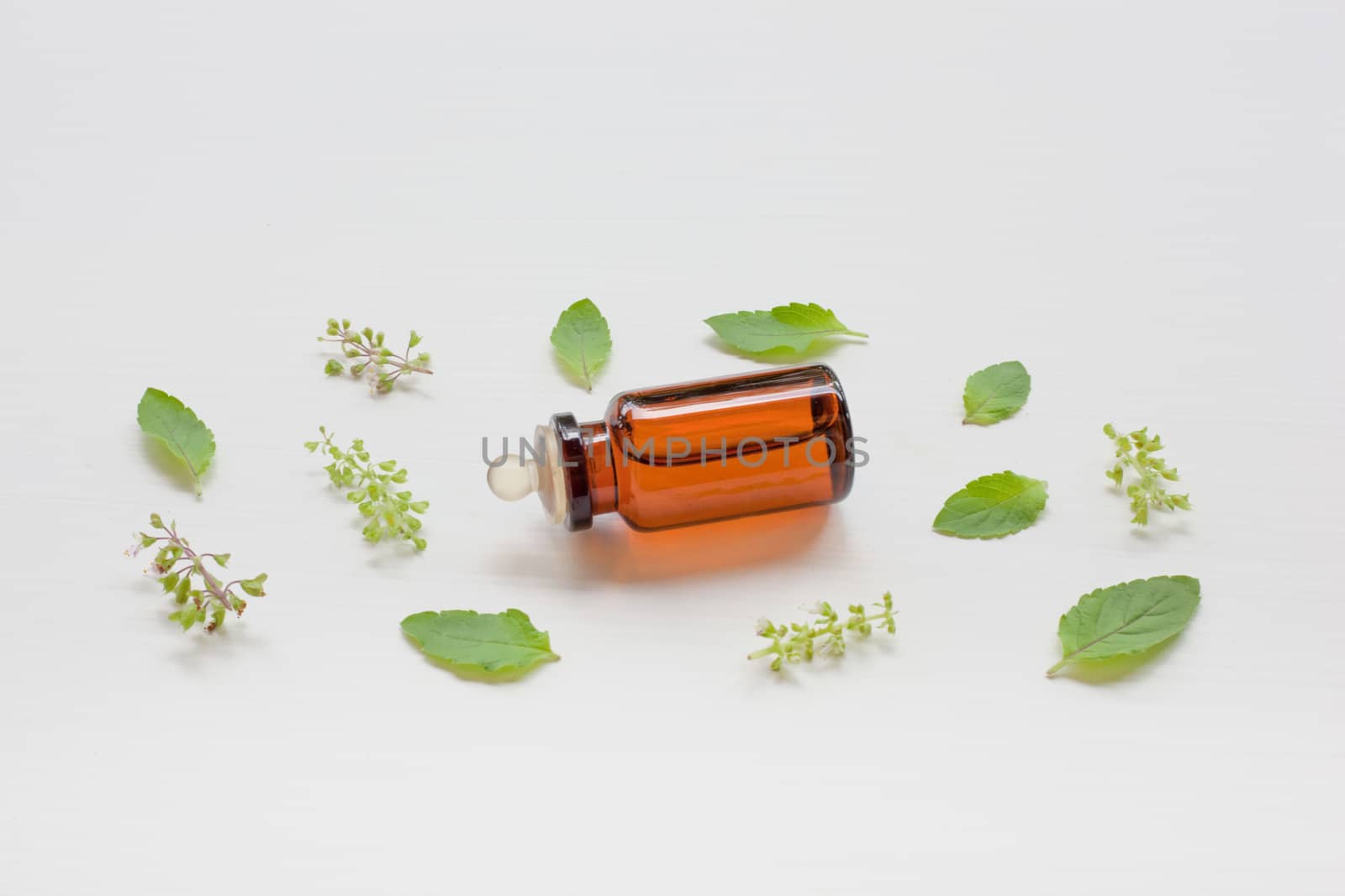 Holy basil essential oil with  fresh leaves.