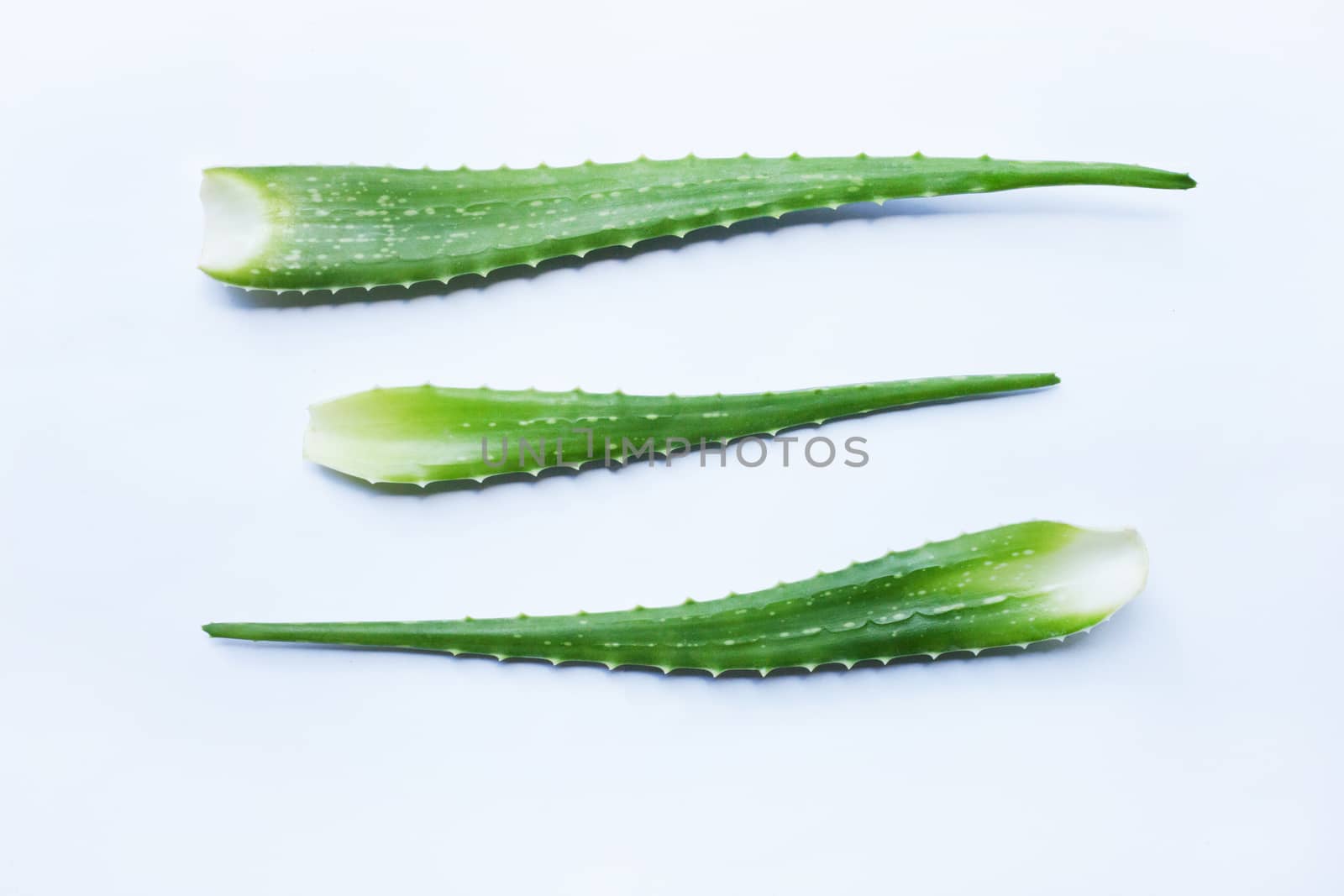 Aloe vera fresh leaves on white background.