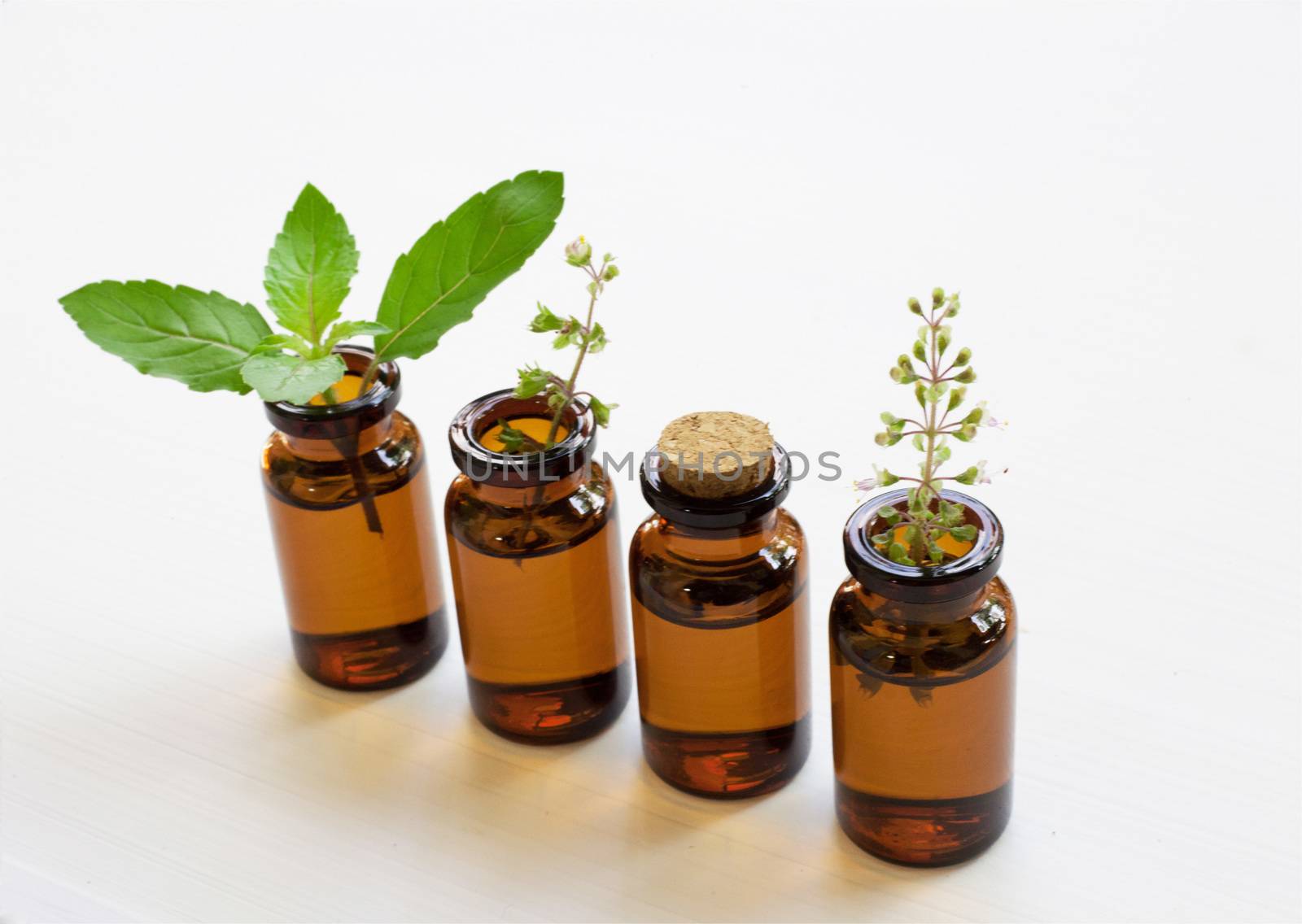 Holy Basil Essential Oil in a Glass Bottle with Fresh Holy Basil leaves and flower on white background.