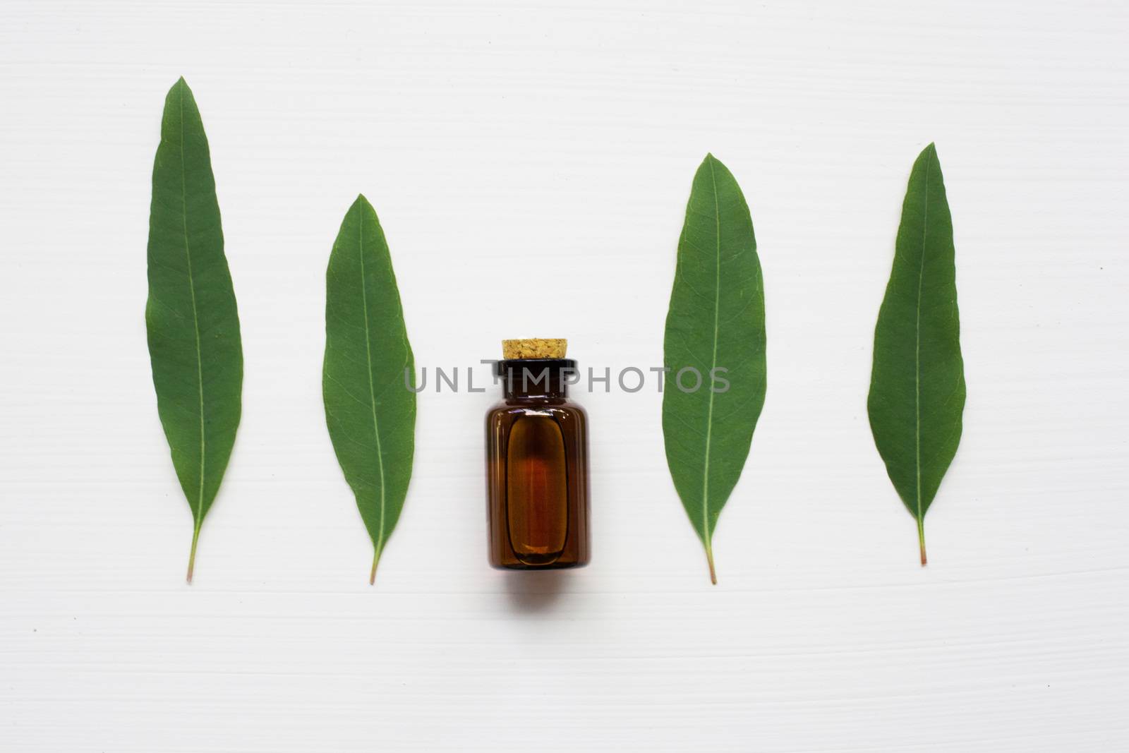 Eucalyptus oil bottle with  leaves on white background.
