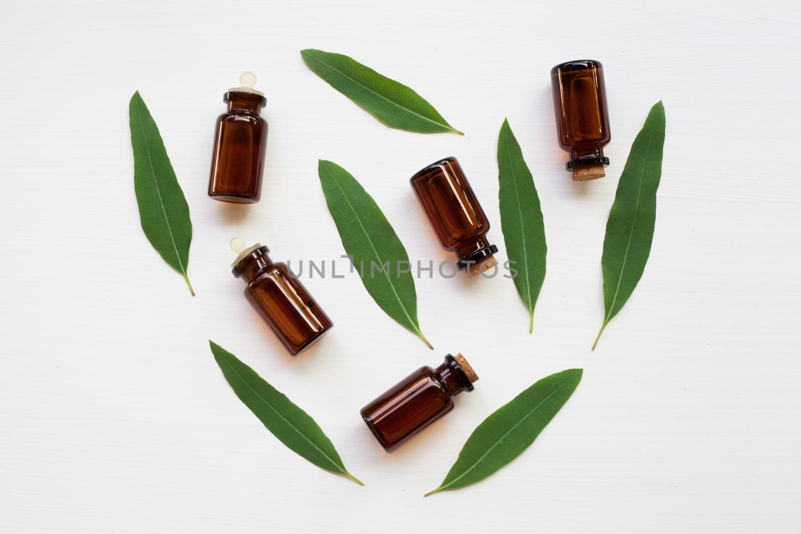 Eucalyptus oil bottle with  leaves on white background.