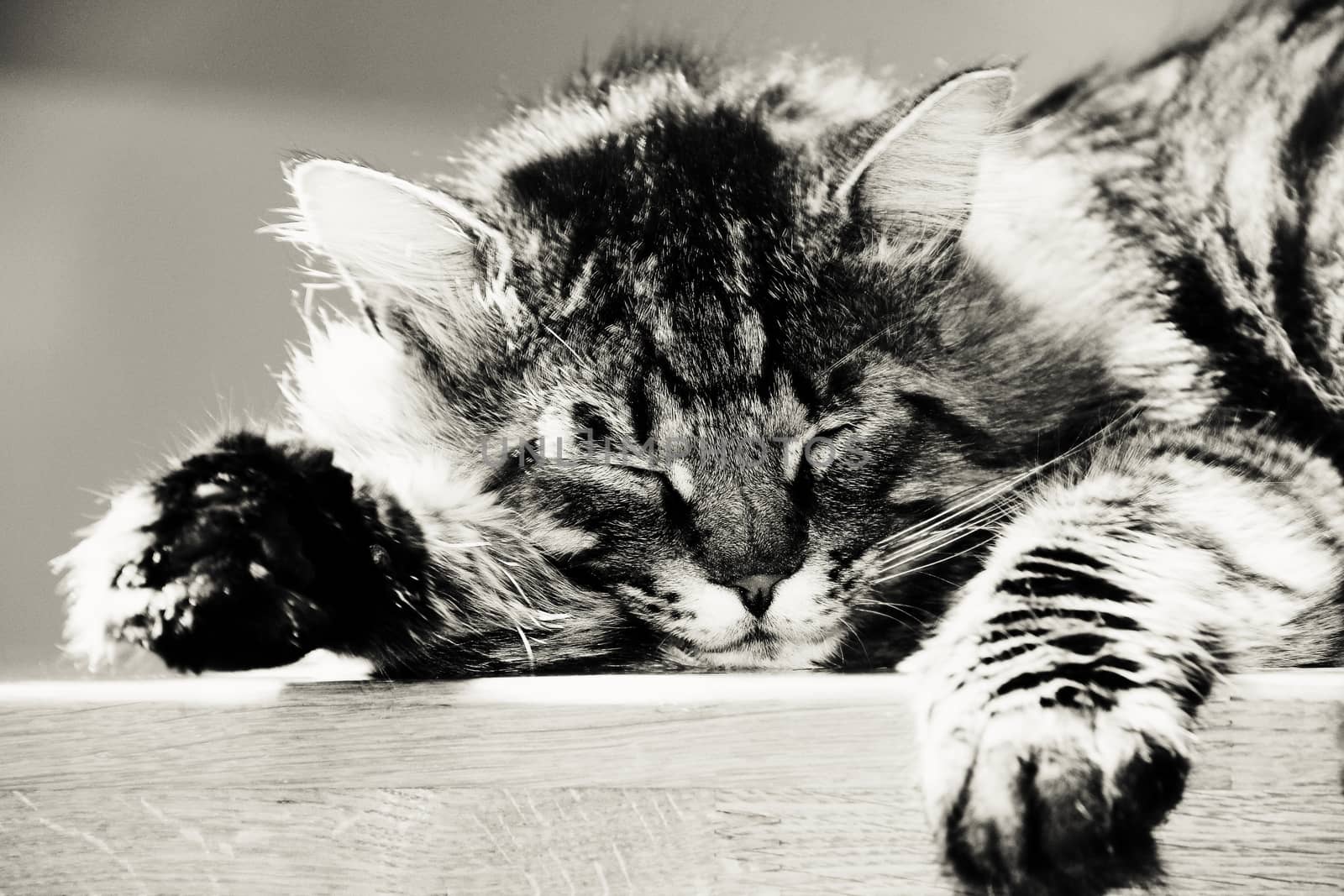 sleeping striped cat or kitten indoors. photo. black and white