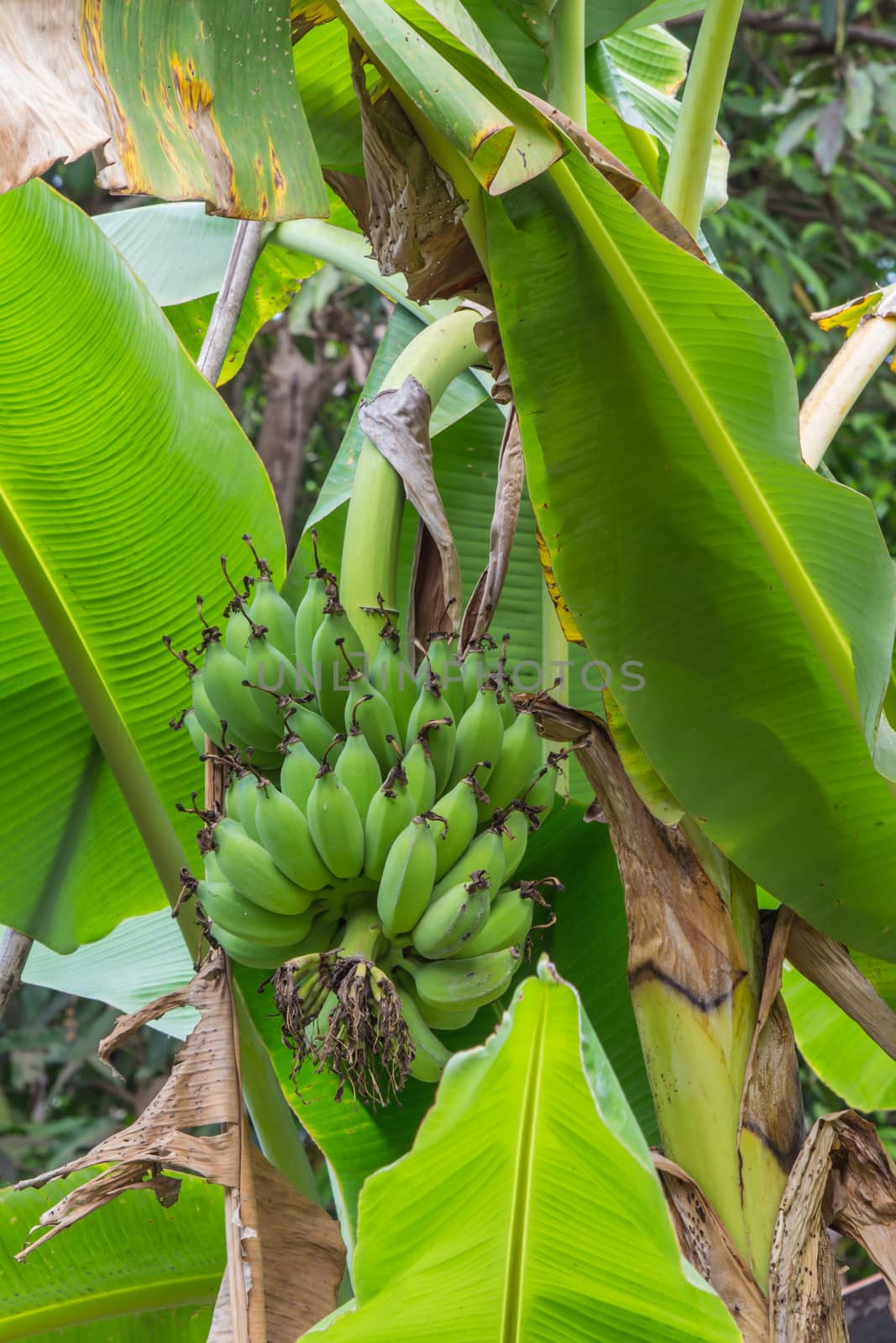 A Banana tree with a bunch of green bananas by peerapixs