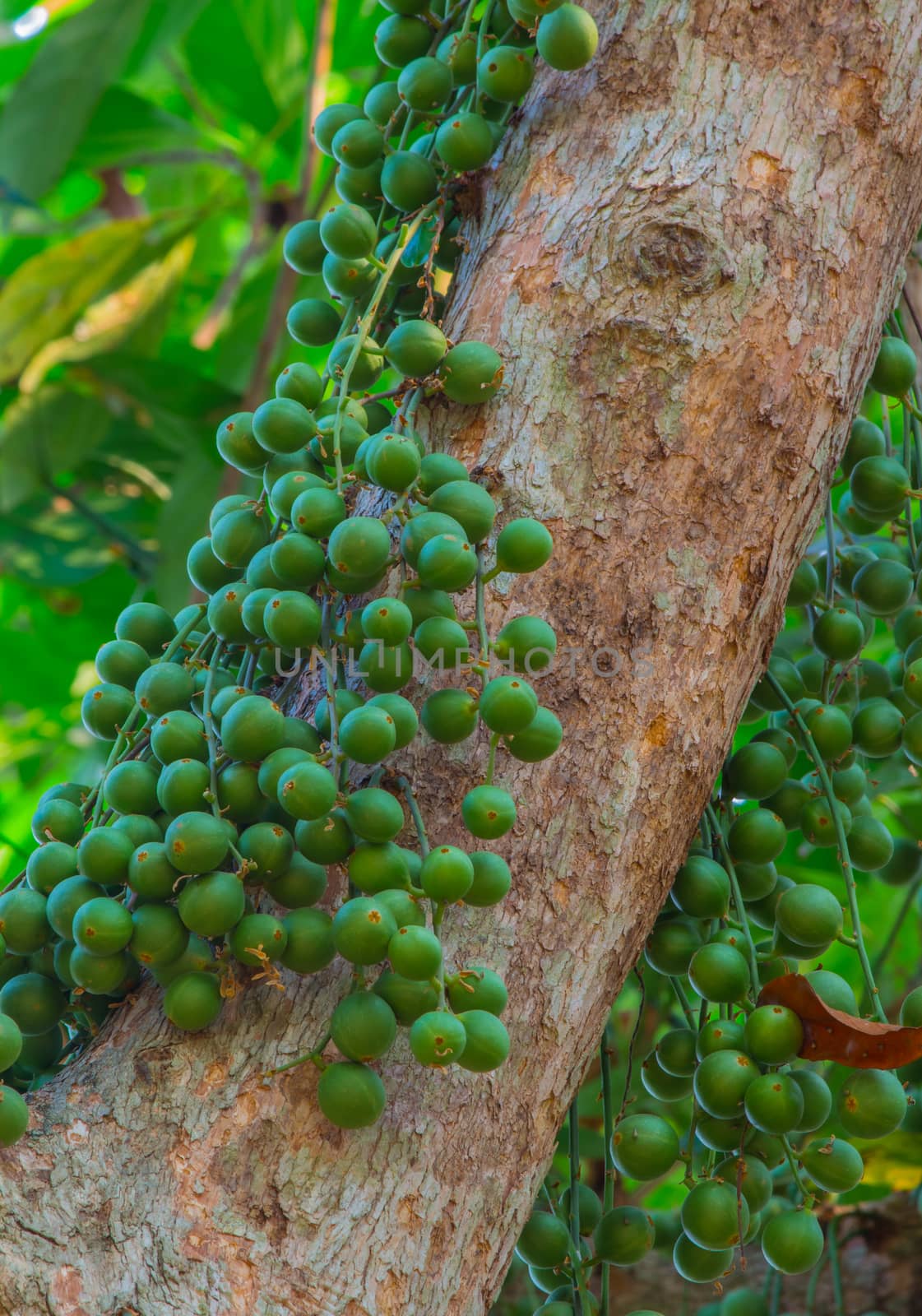 Green Baccaurea ramiflora fruit on tree,Thailand