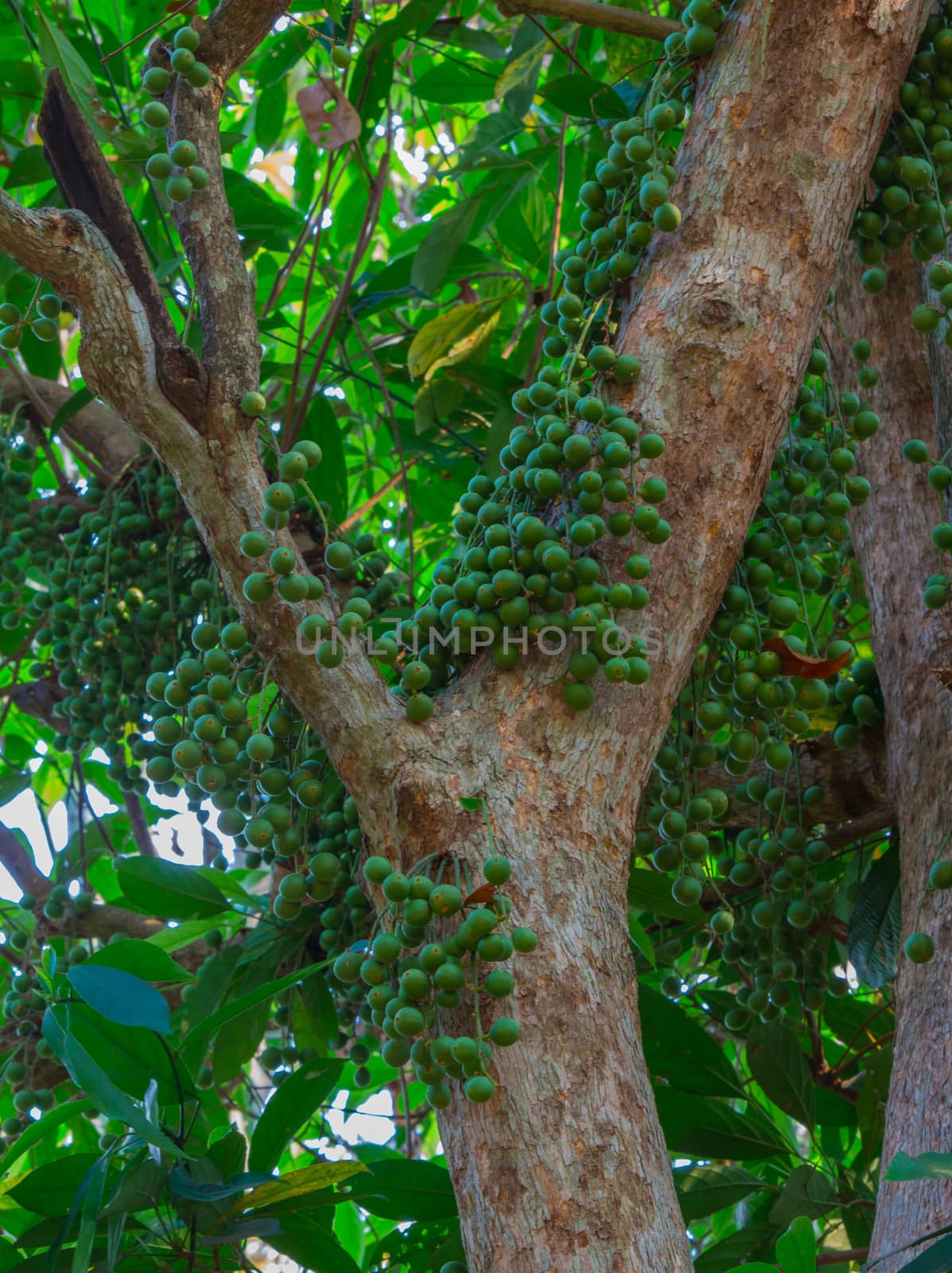 Green Baccaurea ramiflora fruit on tree,Thailand by peerapixs