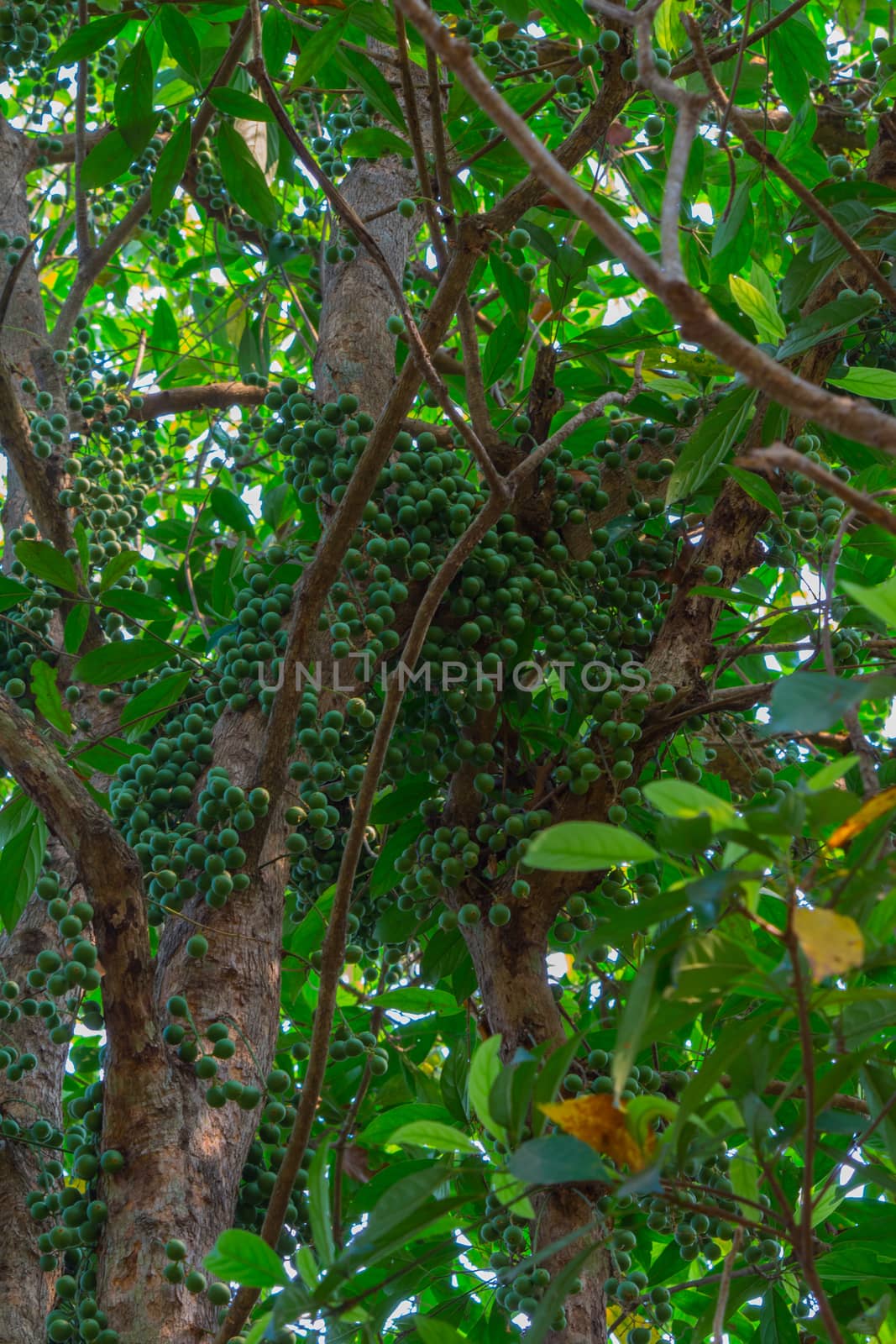 Green Baccaurea ramiflora fruit on tree,Thailand