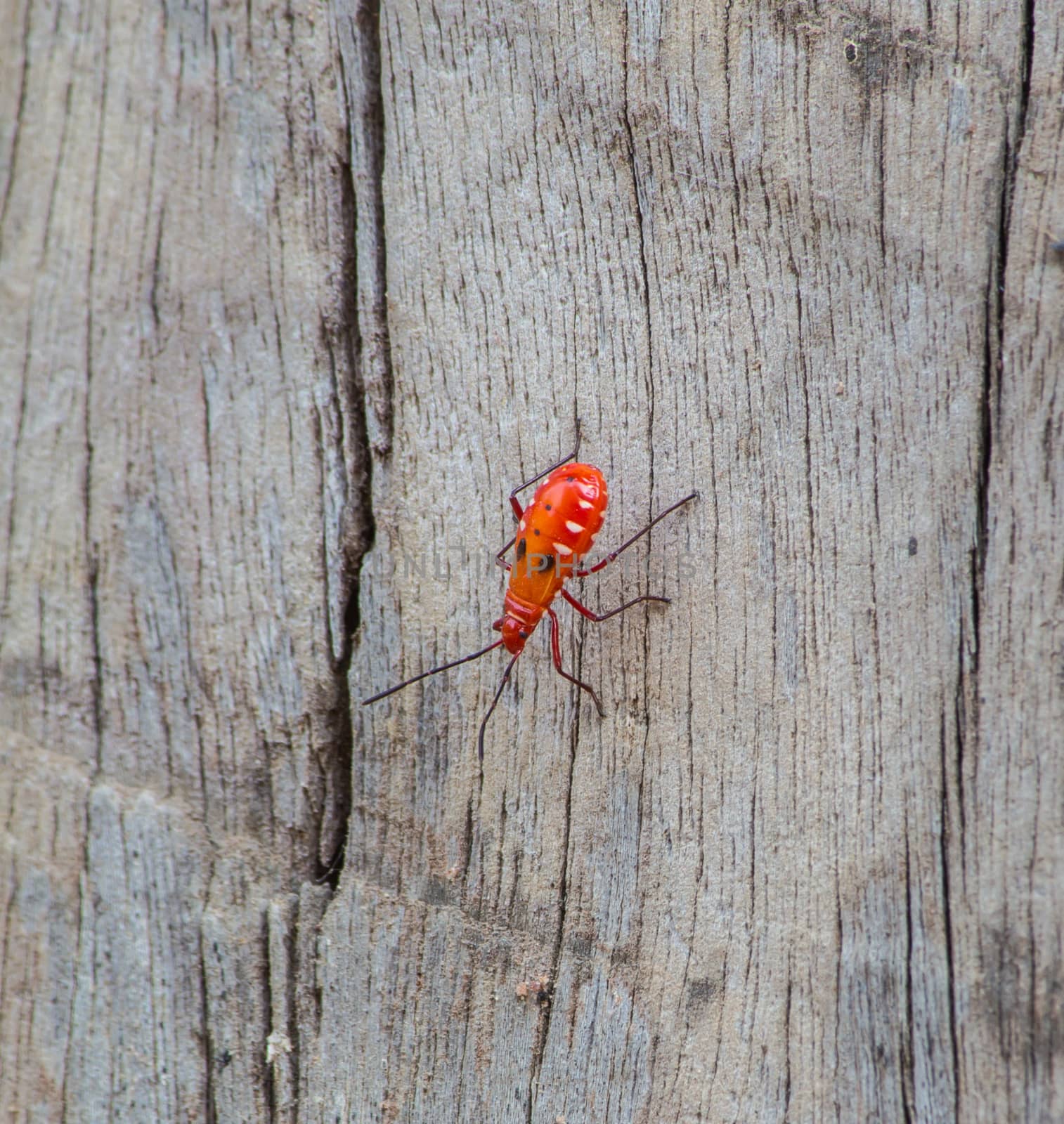 Kapok bug on wood, Probergrothius nigricornis, a common man-face by peerapixs