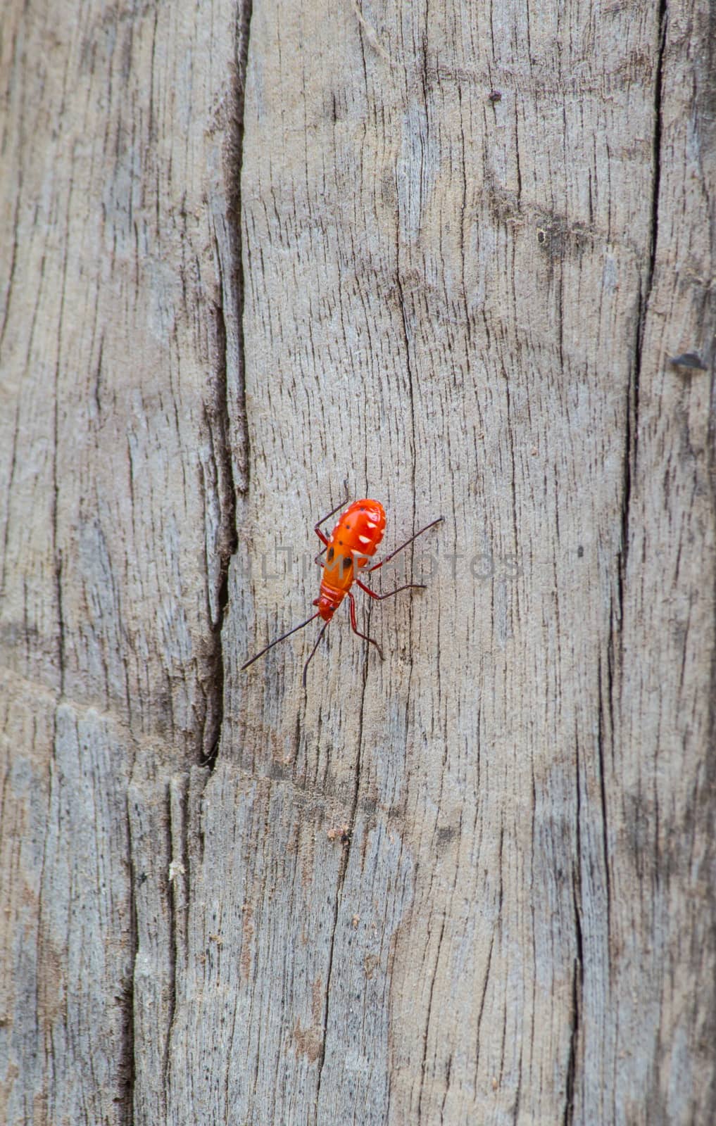 Kapok bug on wood, Probergrothius nigricornis, a common man-faced redbug from Thailand