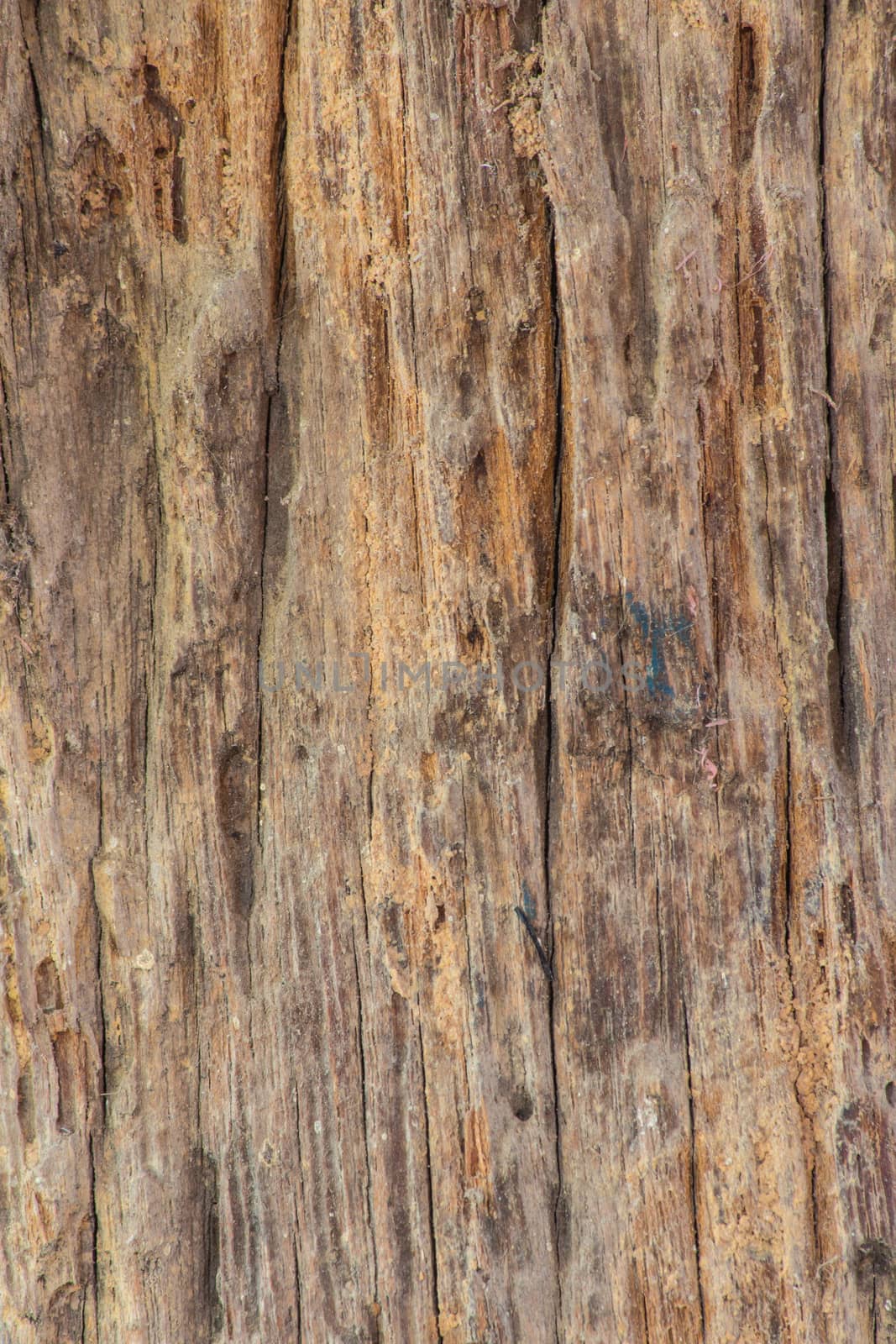 Old wooden plank with termites damage by peerapixs