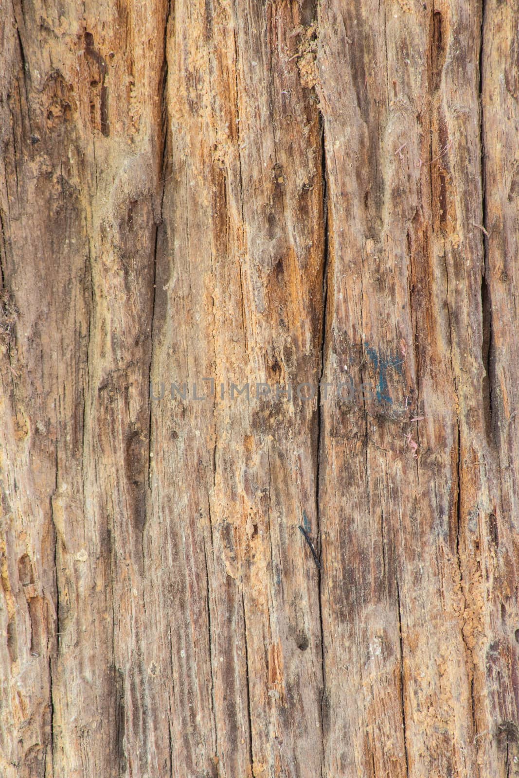 The Old wooden plank with termites damage