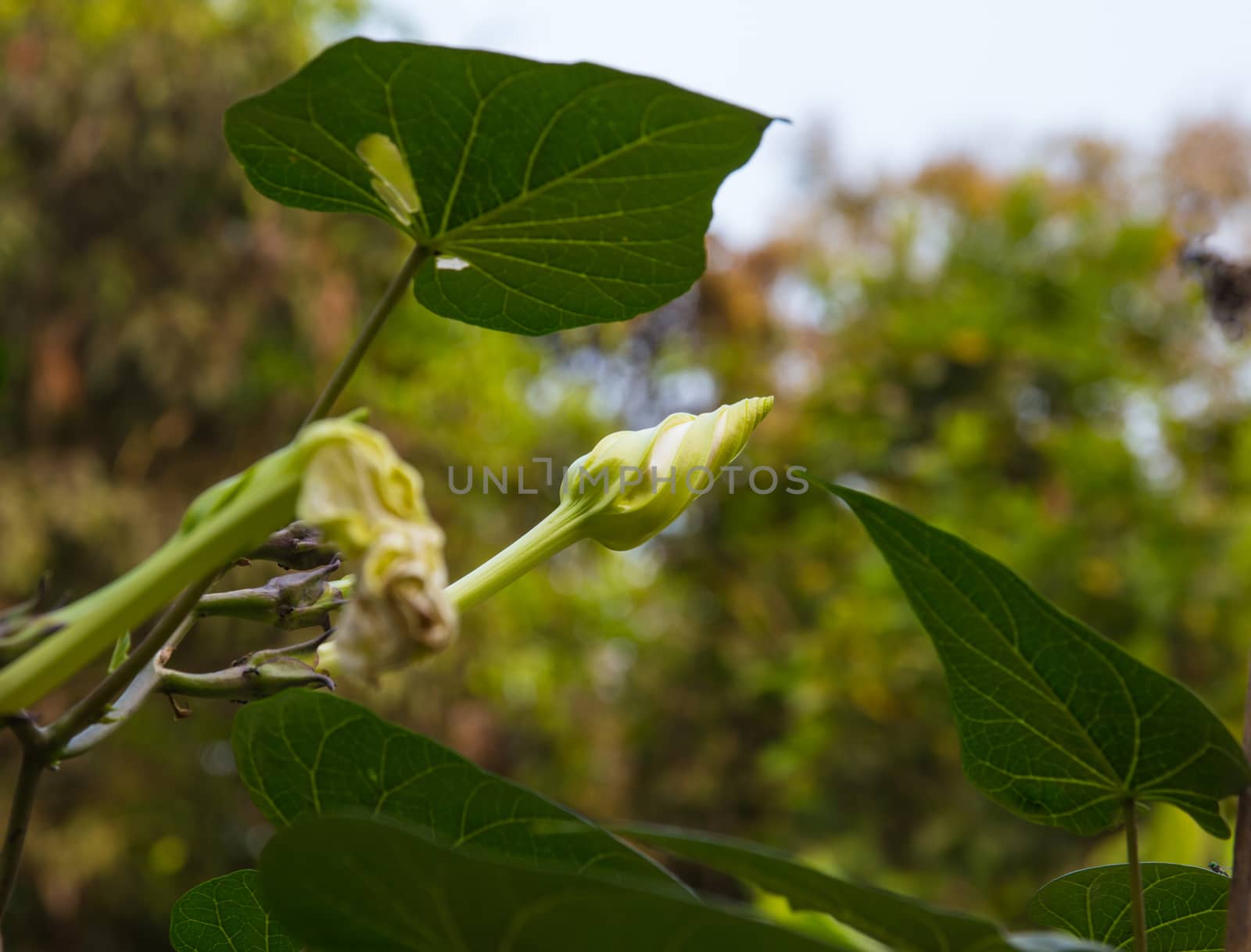 Moonflower on the vine  by peerapixs