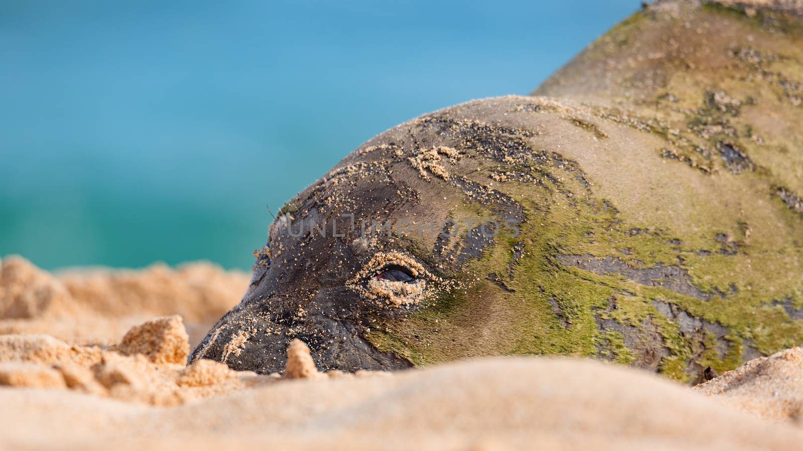 Hawaiian Munk Seal Resting on the Beach by backyard_photography