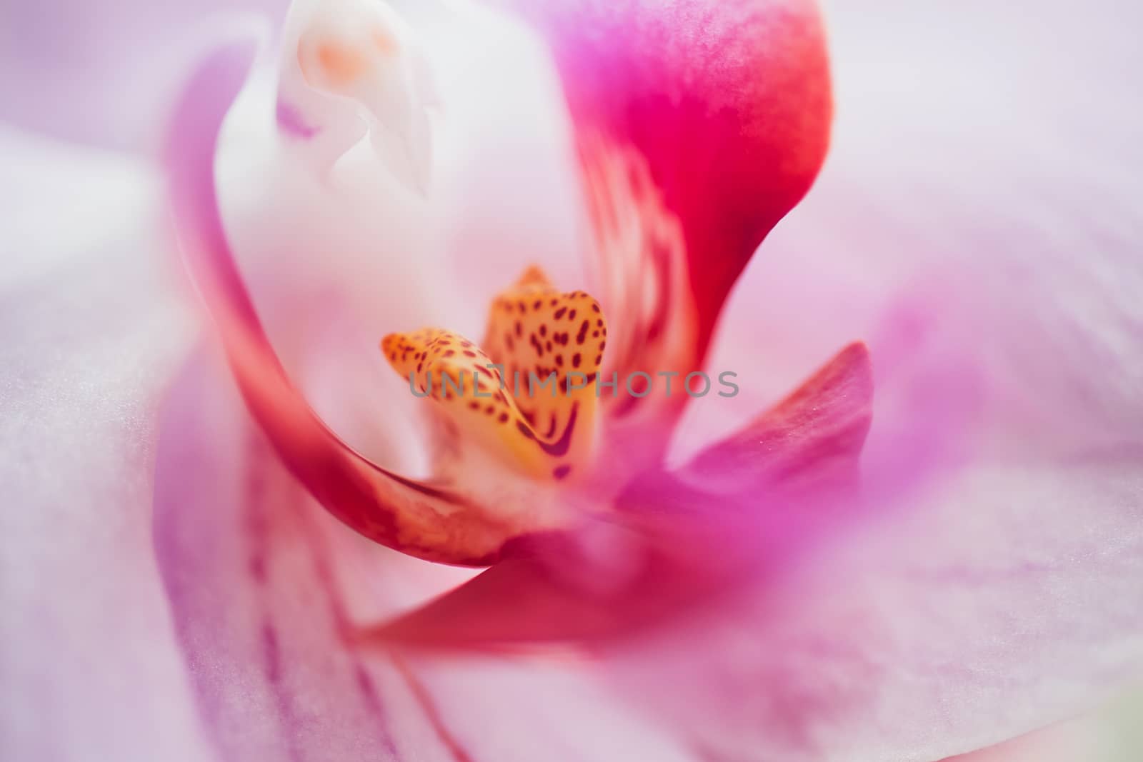 Orchid flower in garden at winter or spring day for postcard beauty and agriculture idea concept design. by 3KStudio