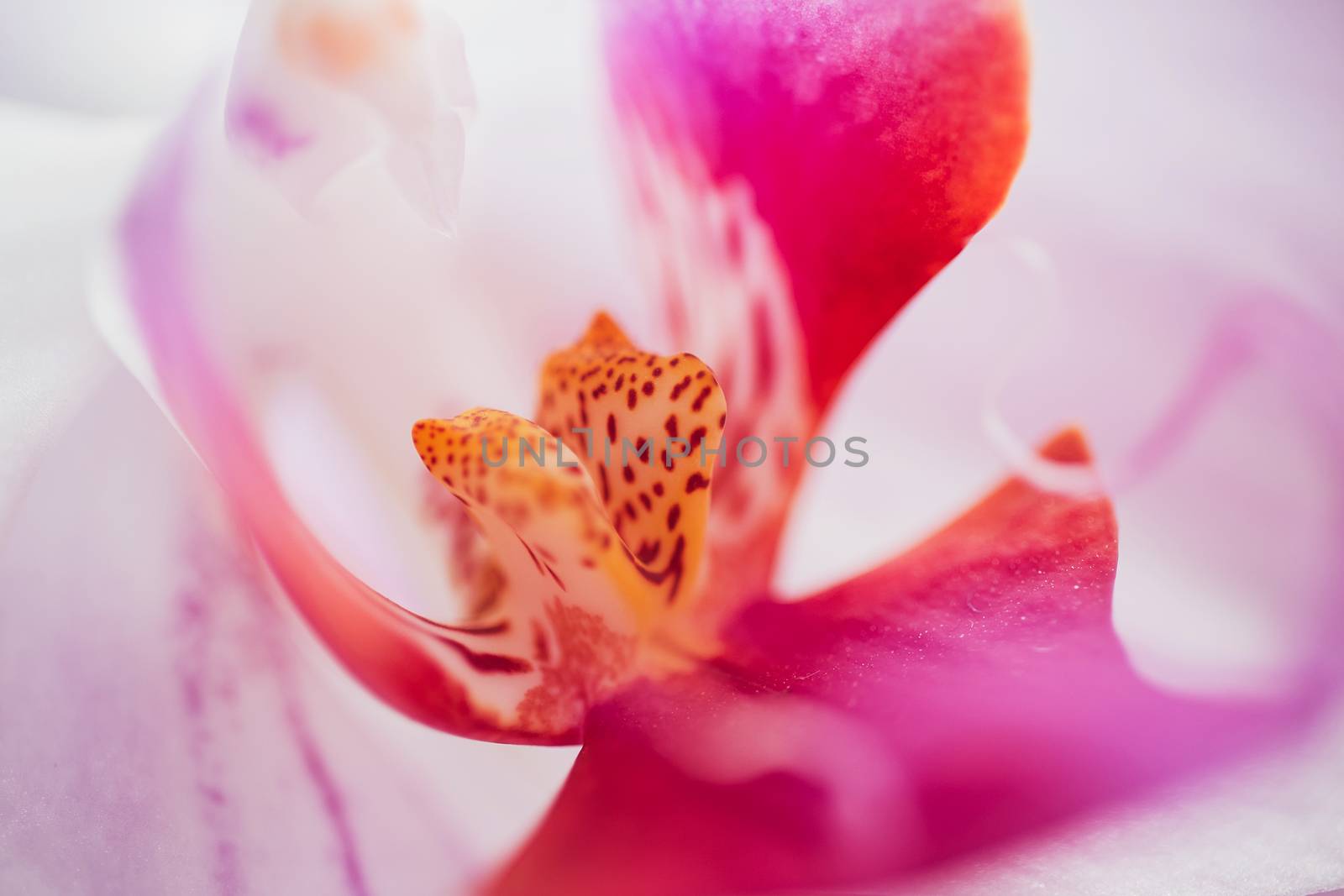 Orchid flower in garden at winter or spring day for postcard beauty and agriculture idea concept design. by 3KStudio