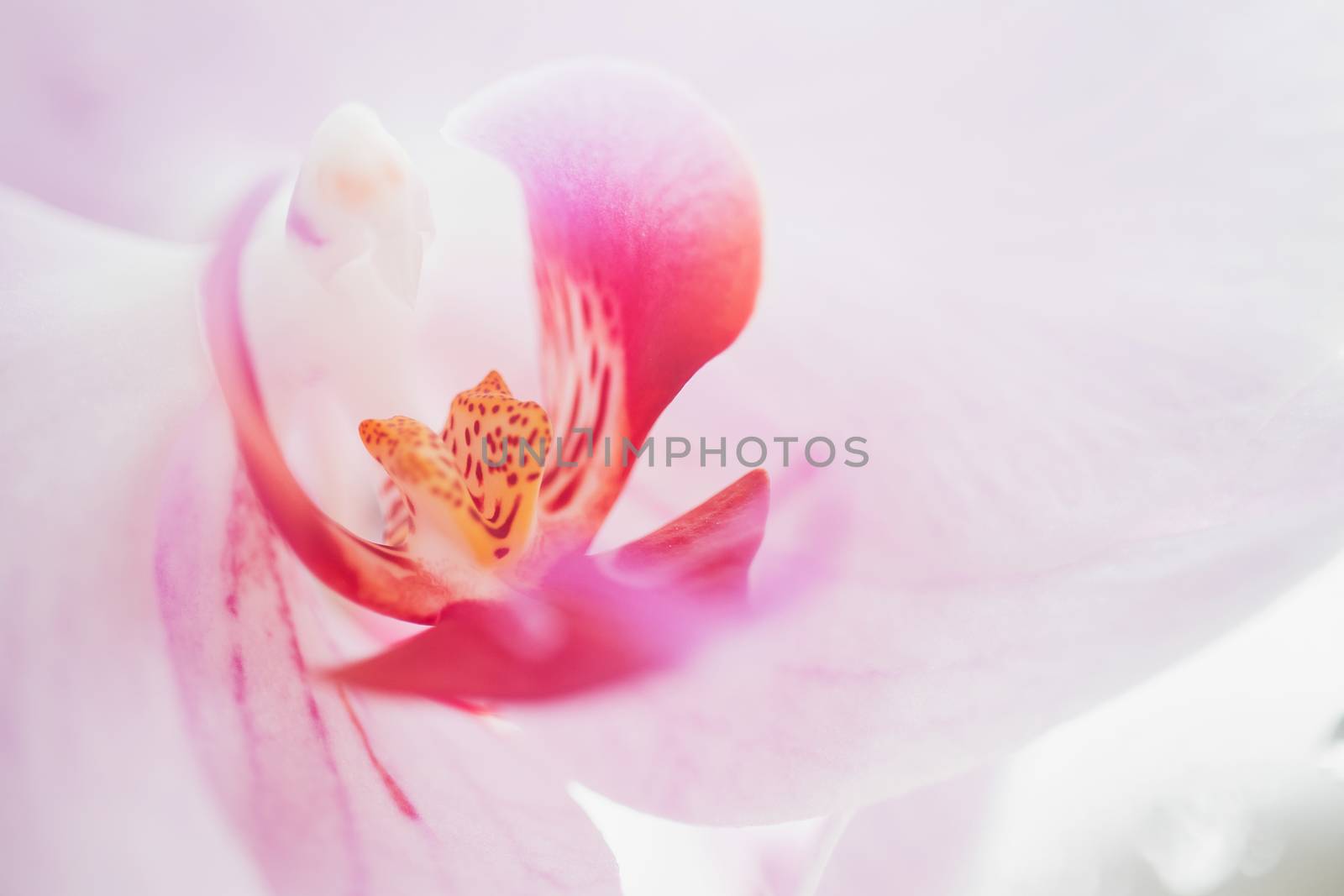 Orchid flower in garden at winter or spring day for postcard beauty and agriculture idea concept design. by 3KStudio