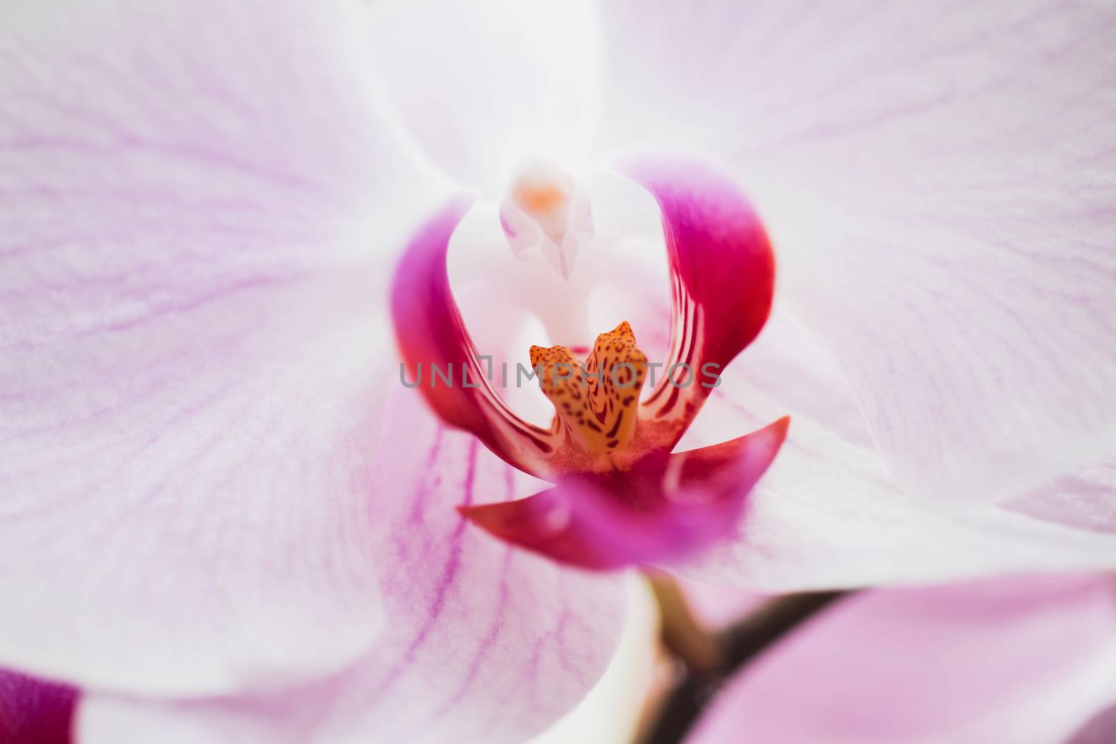 Orchid flower in garden at winter or spring day for postcard beauty and agriculture idea concept design. Phalaenopsis Orchid.