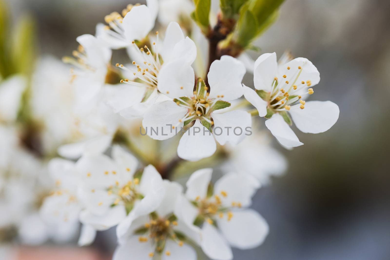 Blossom apple over nature background by 3KStudio