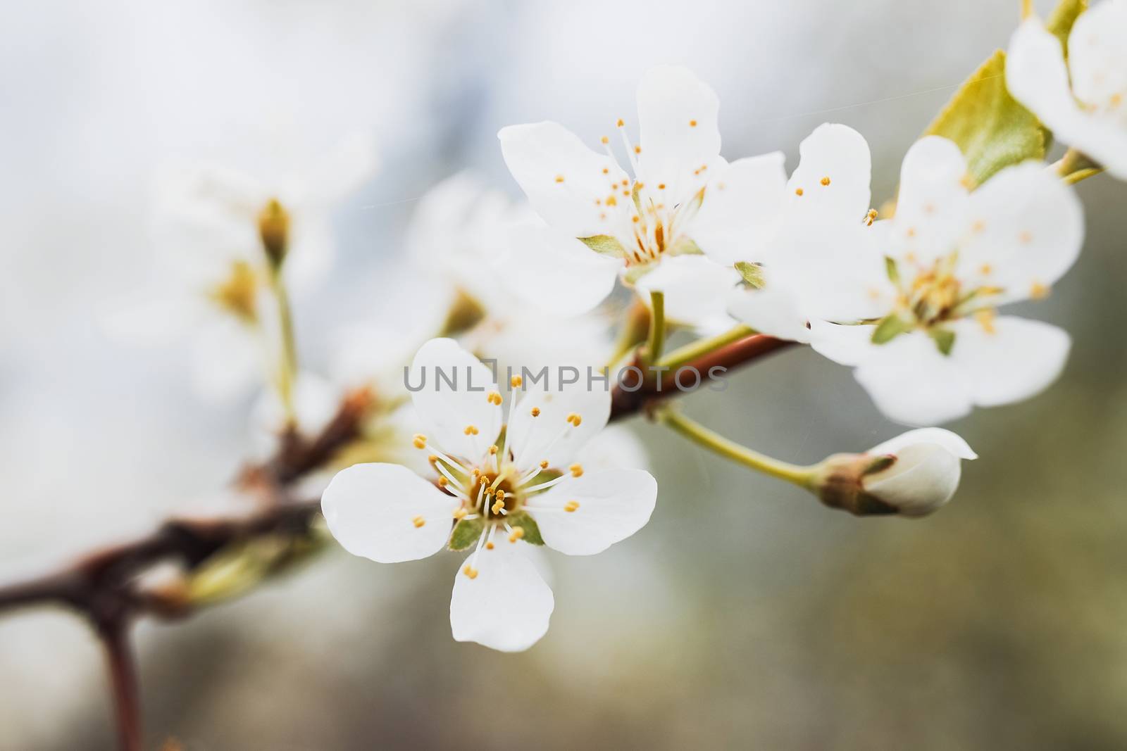 Blossom apple over nature background by 3KStudio